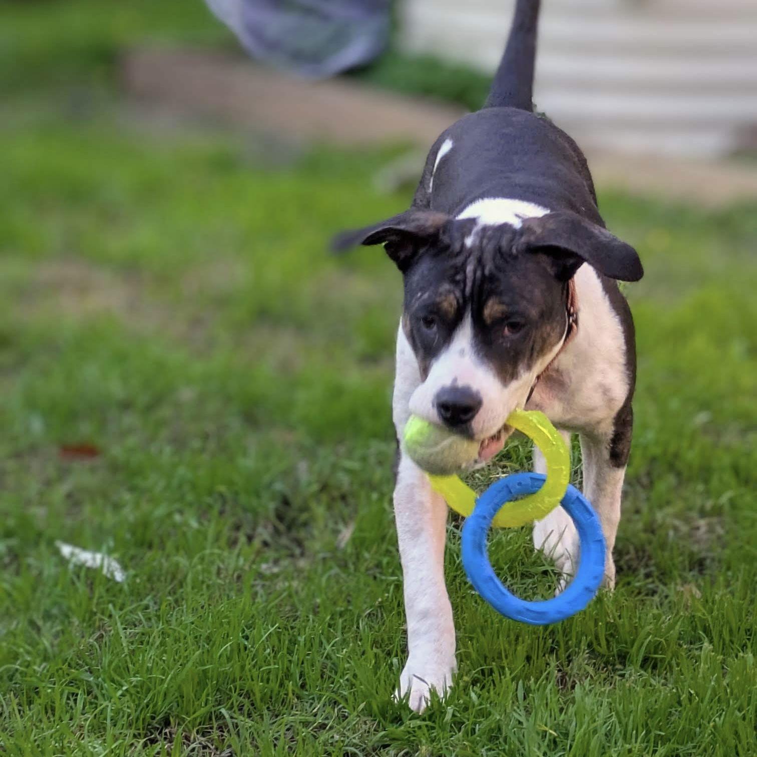 Feta, a Adoptable Pit Bull Terrier in Oakland, CA image 2/3