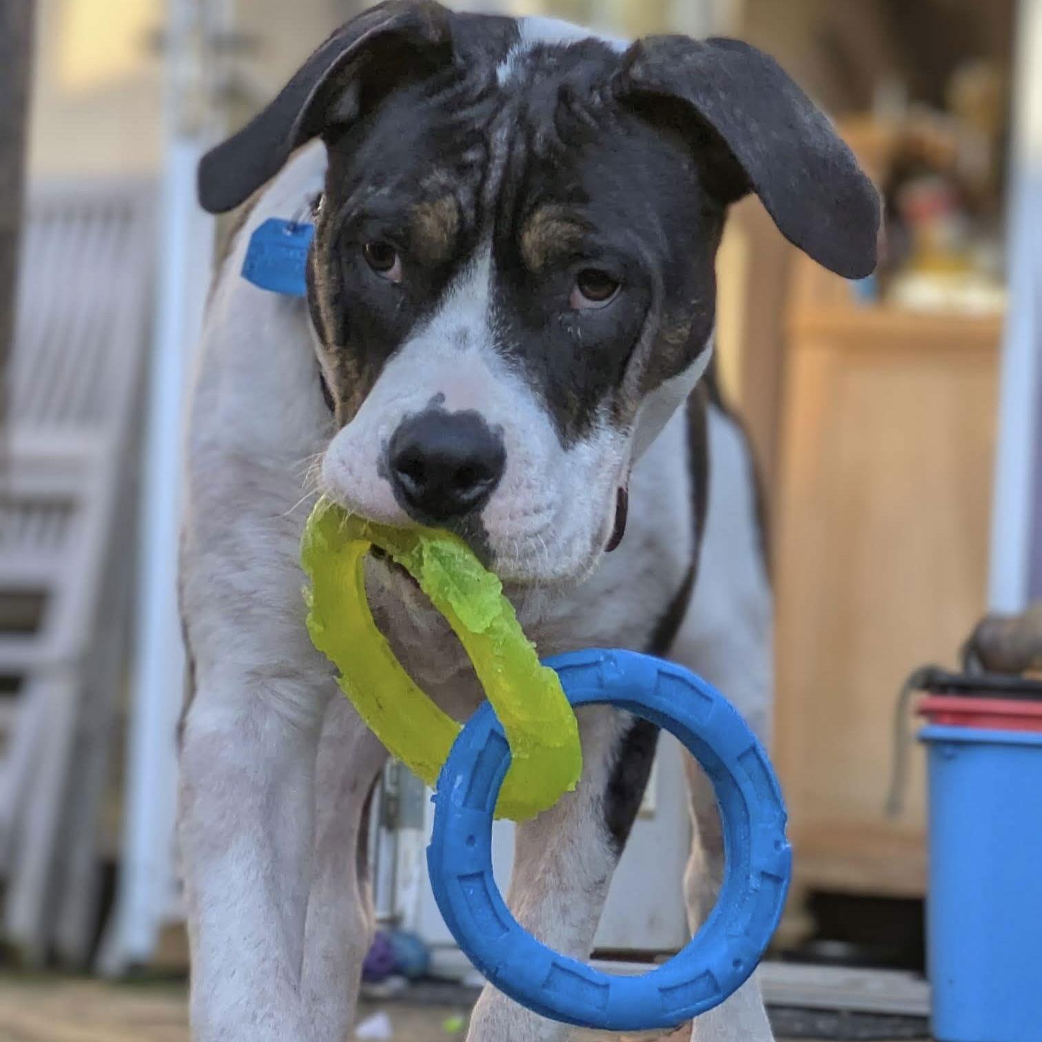 Feta, a Adoptable Pit Bull Terrier in Oakland, CA image 3/3