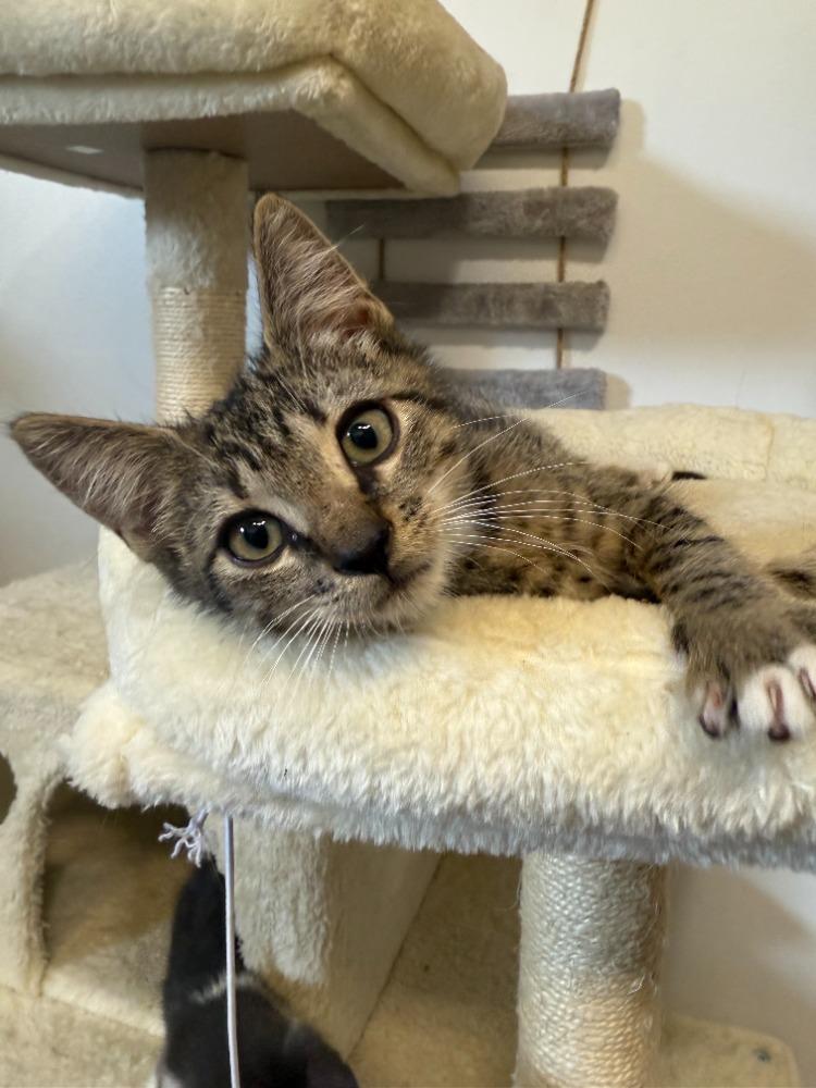 Enlarge Cory, a Adoptable Domestic Short Hair in Maitland, FL image 1/3