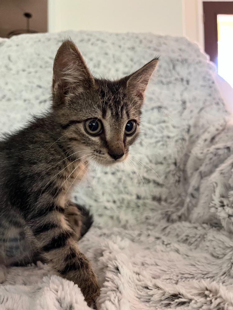Enlarge Cory, a Adoptable Domestic Short Hair in Maitland, FL image 2/3