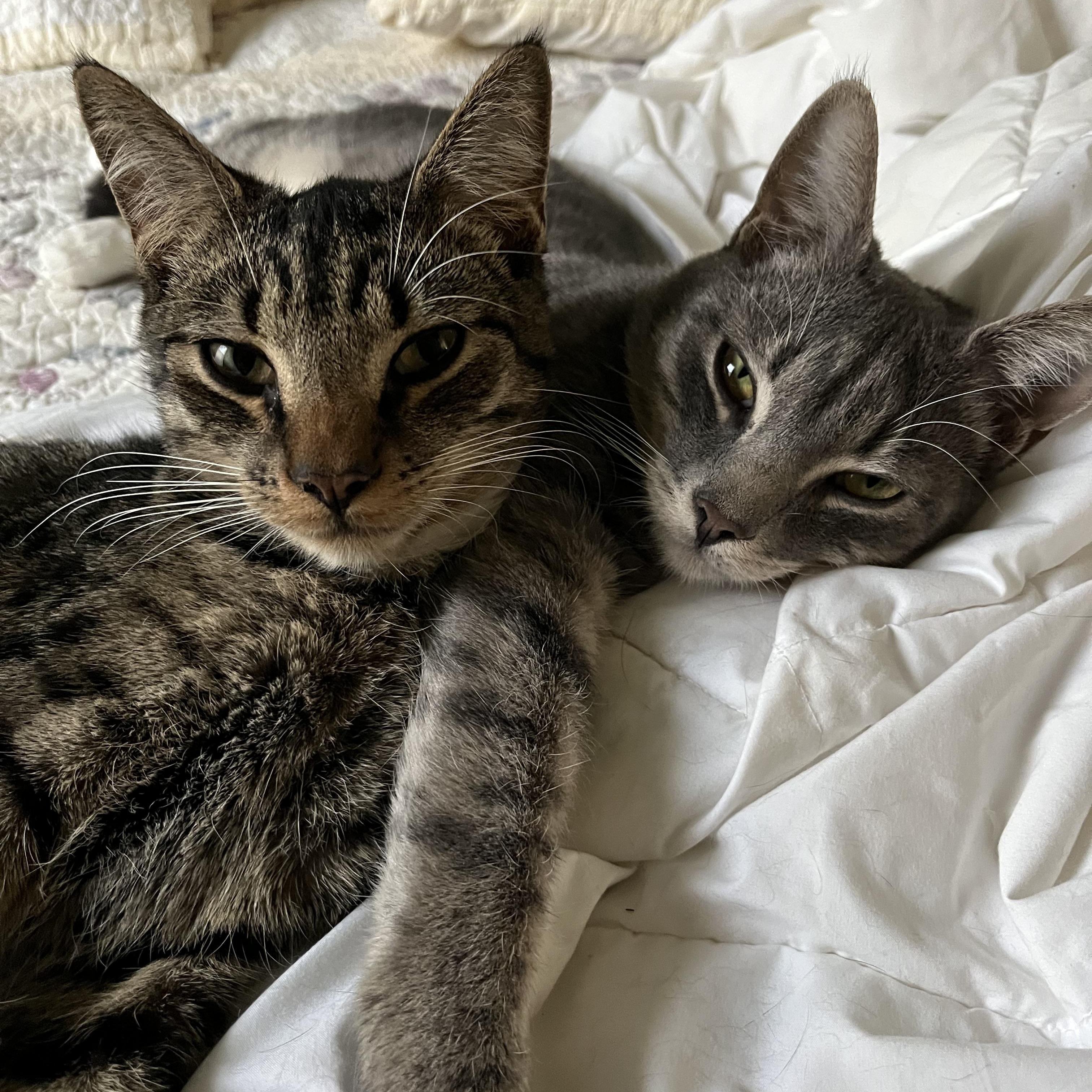 Enlarge Cory and Colby, a Adoptable Domestic Short Hair in Maitland, FL image 1/1