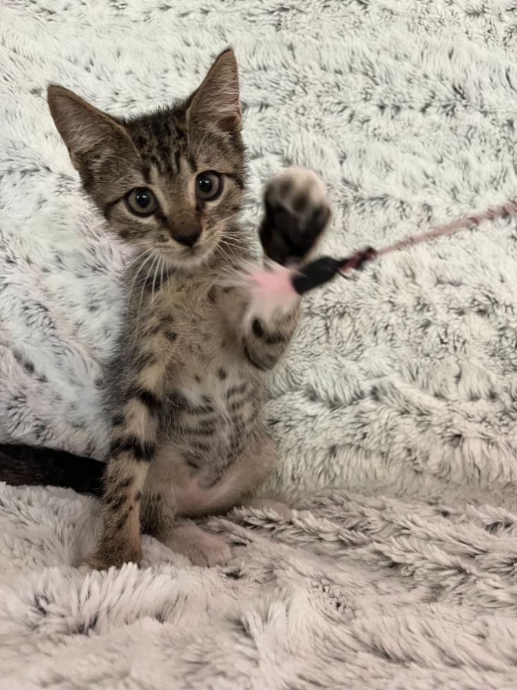 Enlarge Cory, a Adoptable Domestic Short Hair in Maitland, FL image 3/3