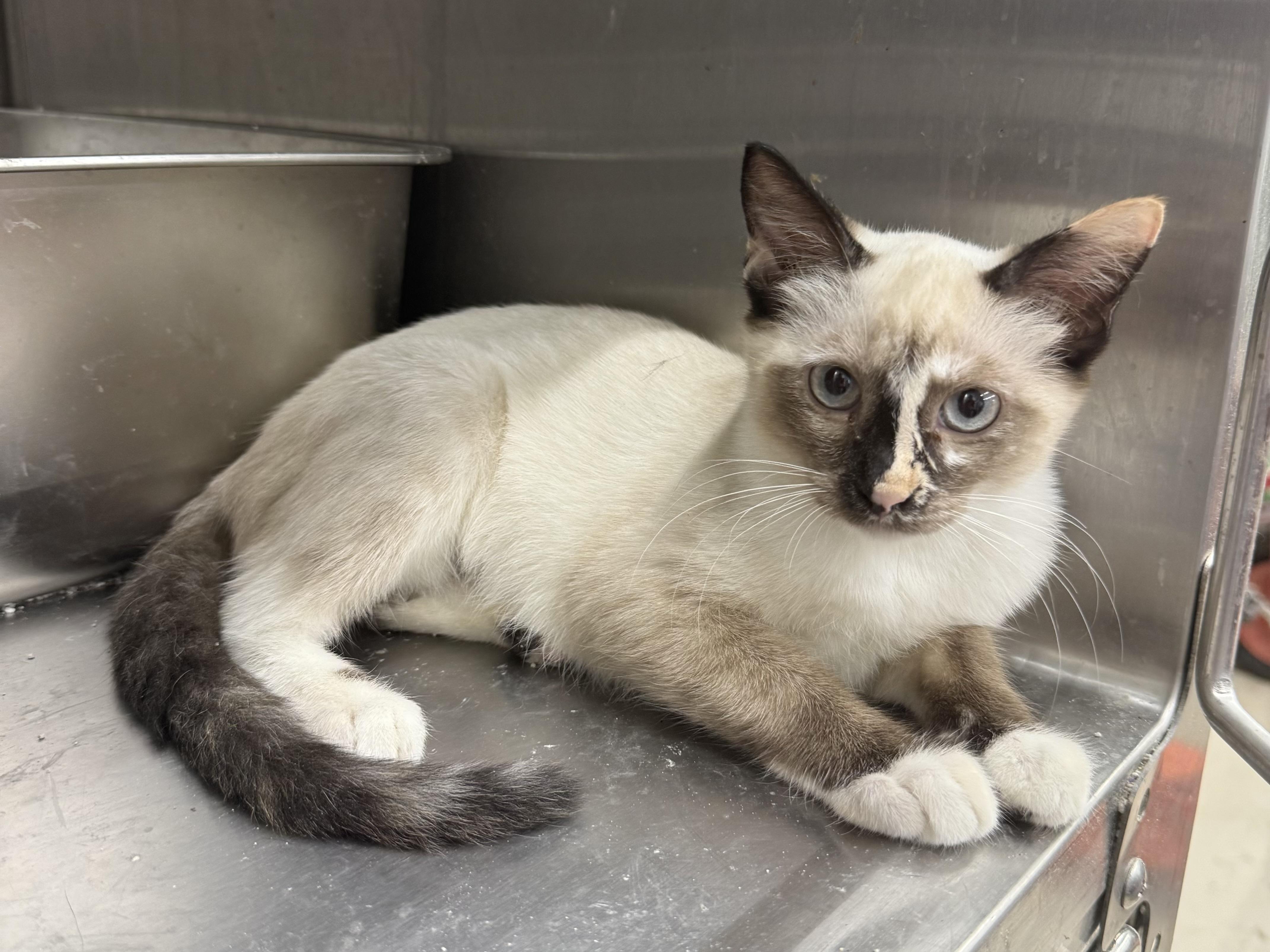 Bonbon, adopted, Kitten Female Domestic Short Hair.