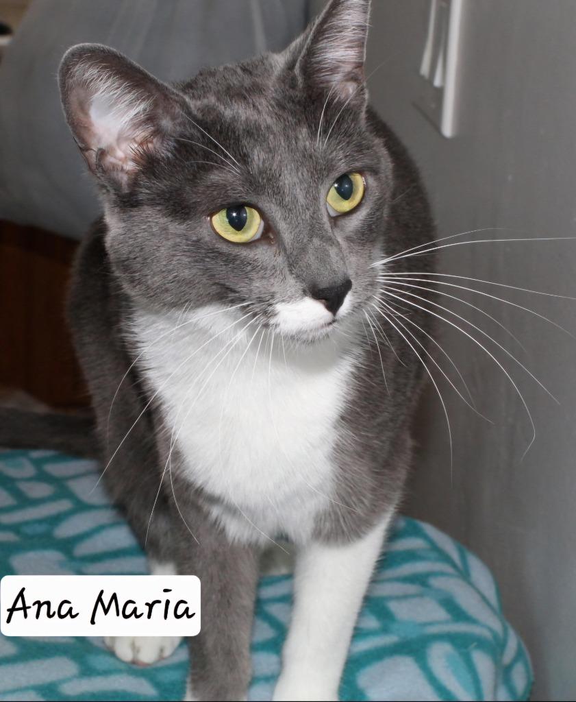 Ana Maria, Adoptable, Adult Female Domestic Short Hair.