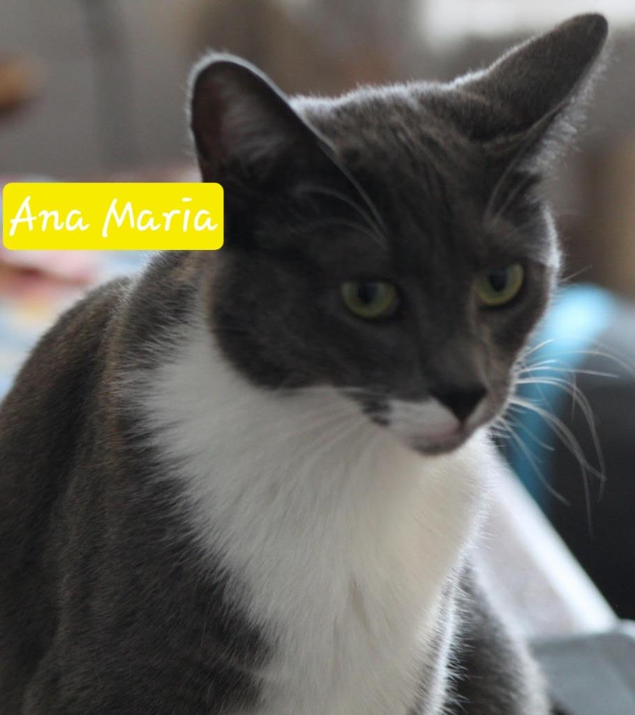 Enlarge Ana Maria, a Adoptable mixed breed in Ogden, UT image 3/3