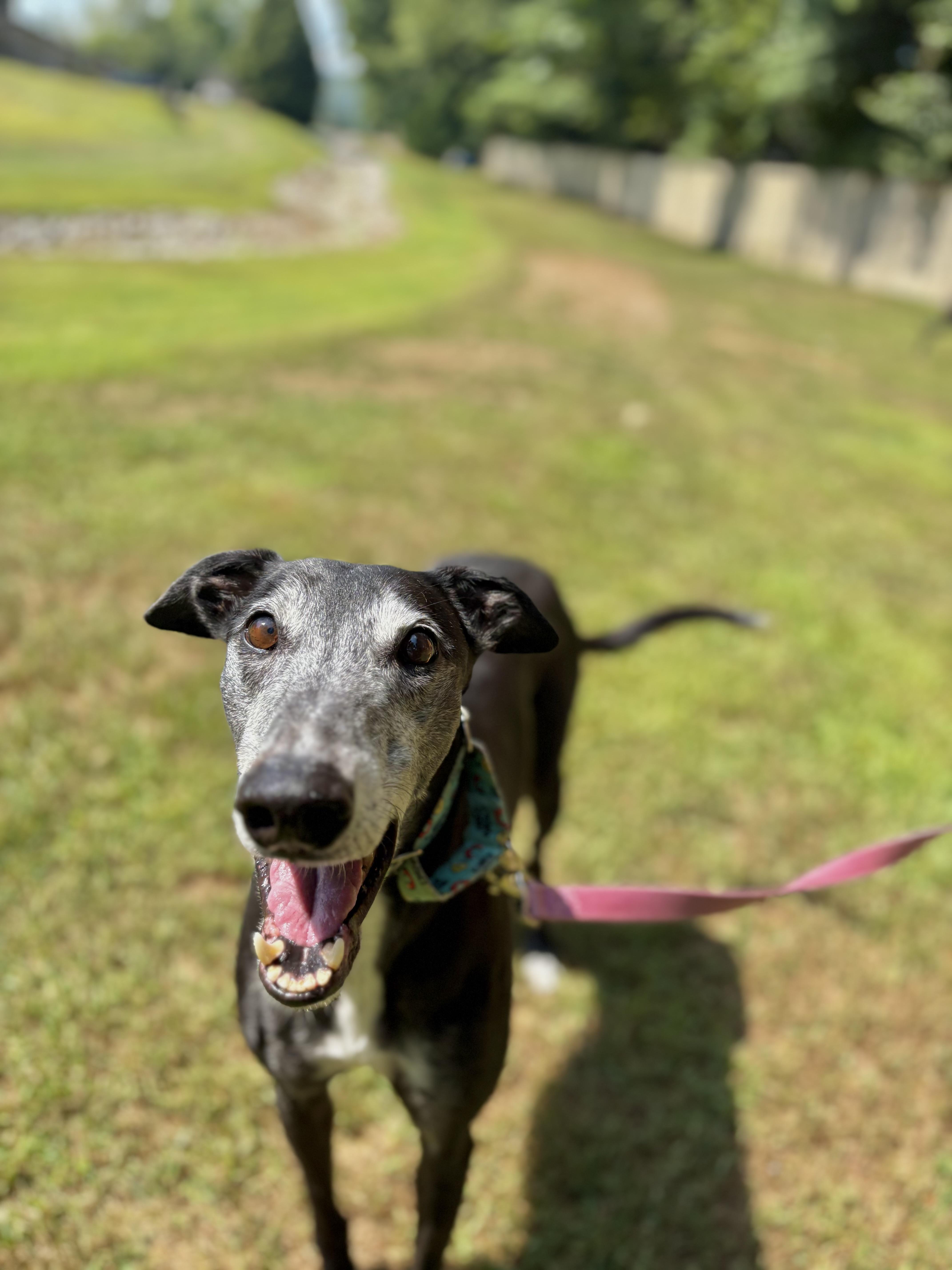 Milo, an adoptable Greyhound in Swanzey, NH, 03446 | Photo Image 4