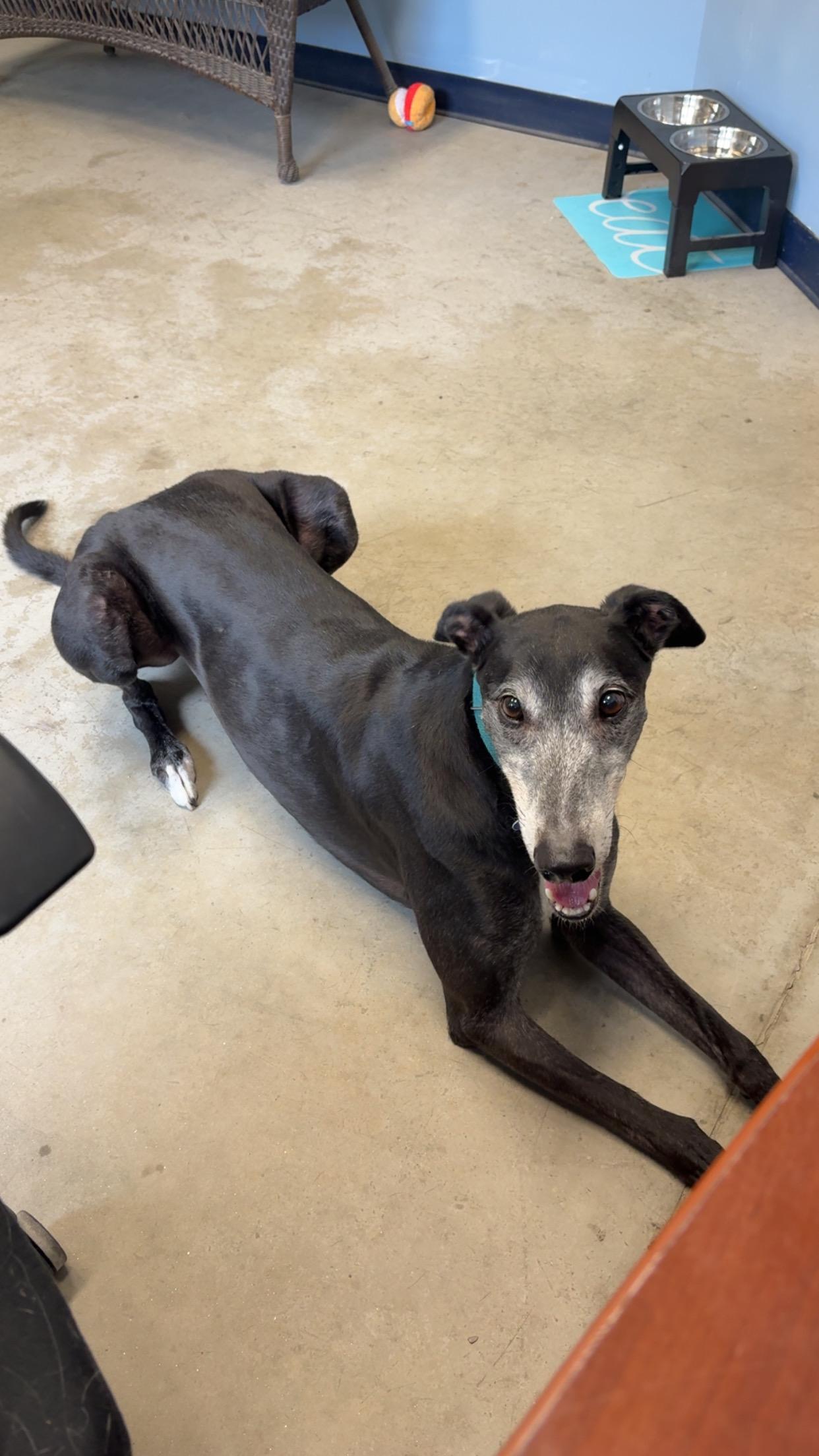 Milo, Adoptable, Adult Male Greyhound.