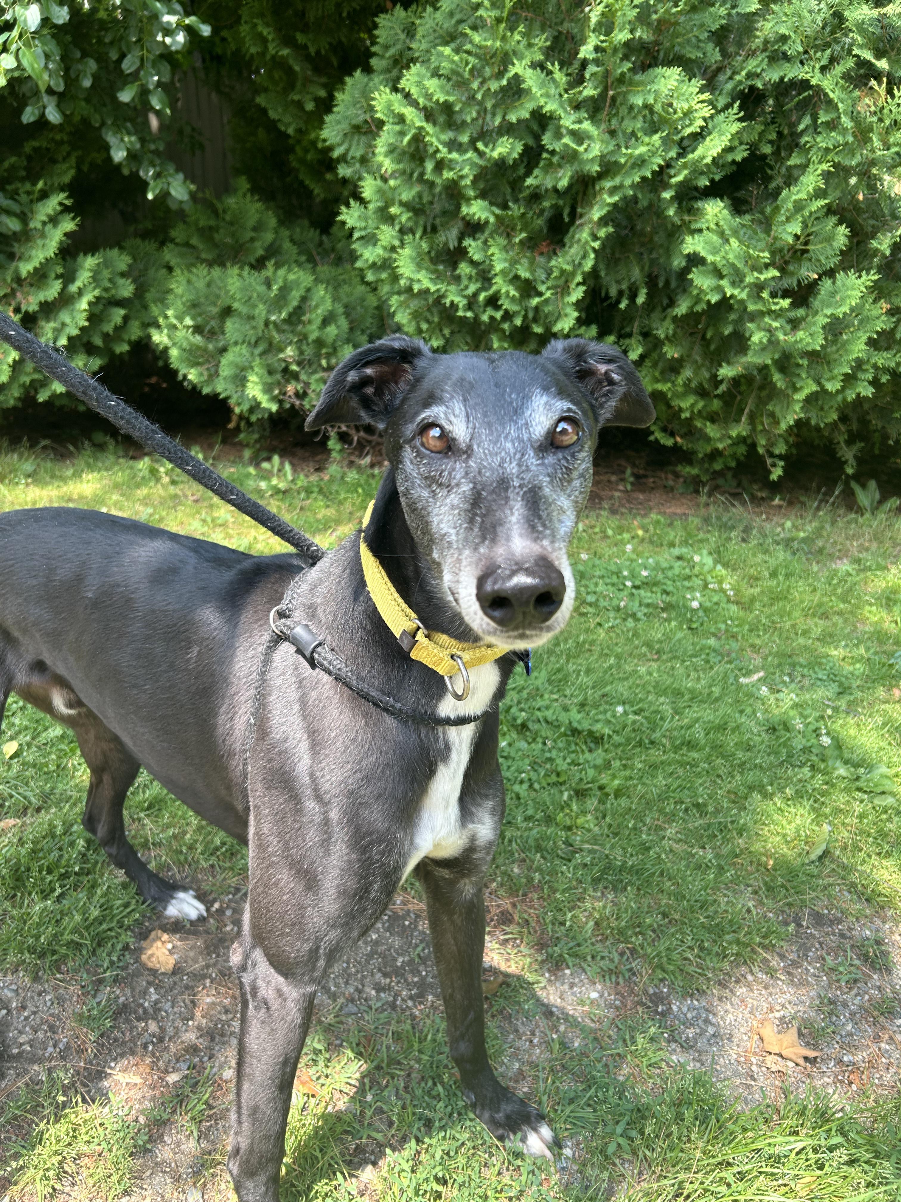Milo, a Adoptable Greyhound image 4/6