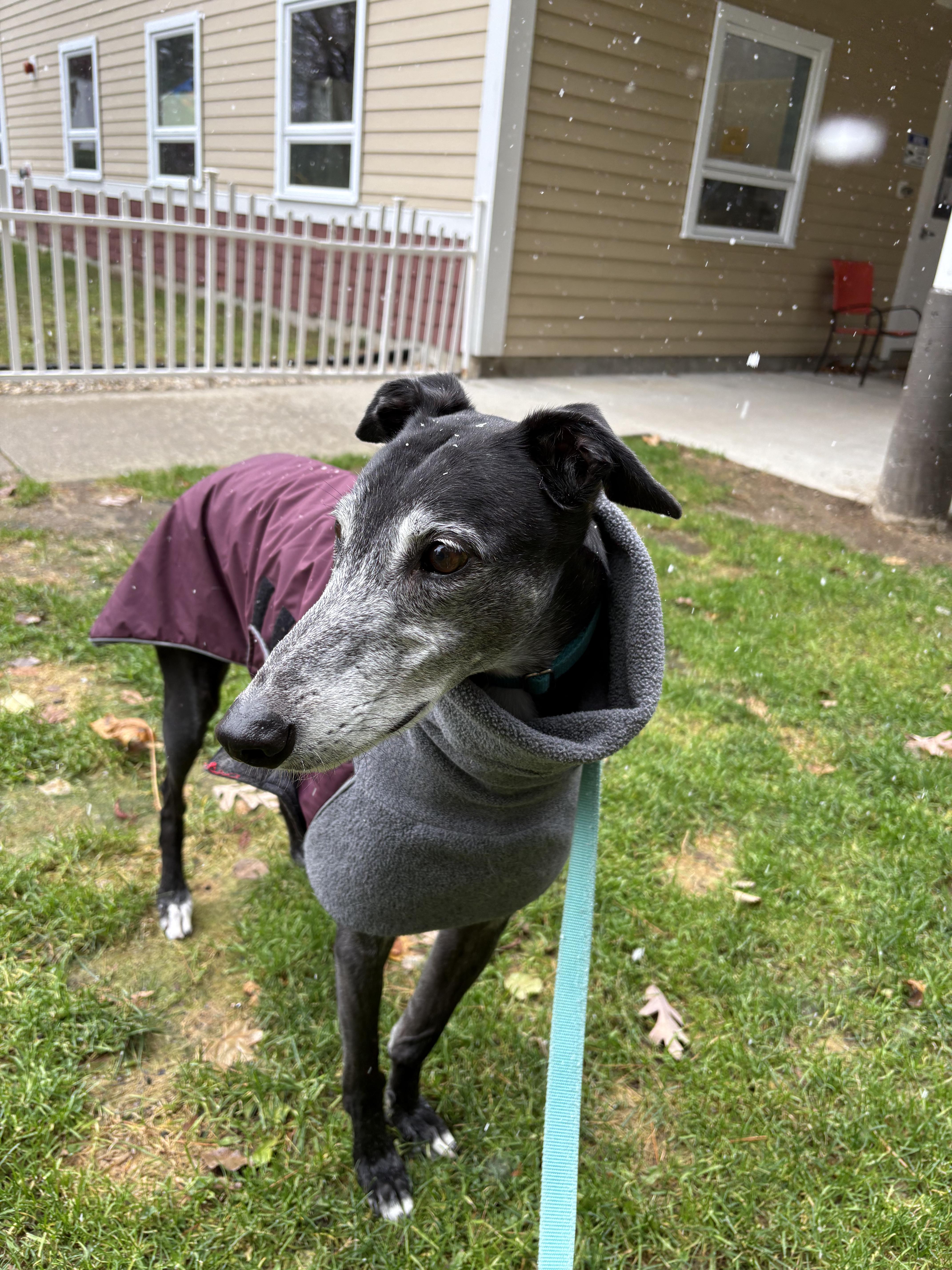 Milo, a Adoptable Greyhound image 2/6