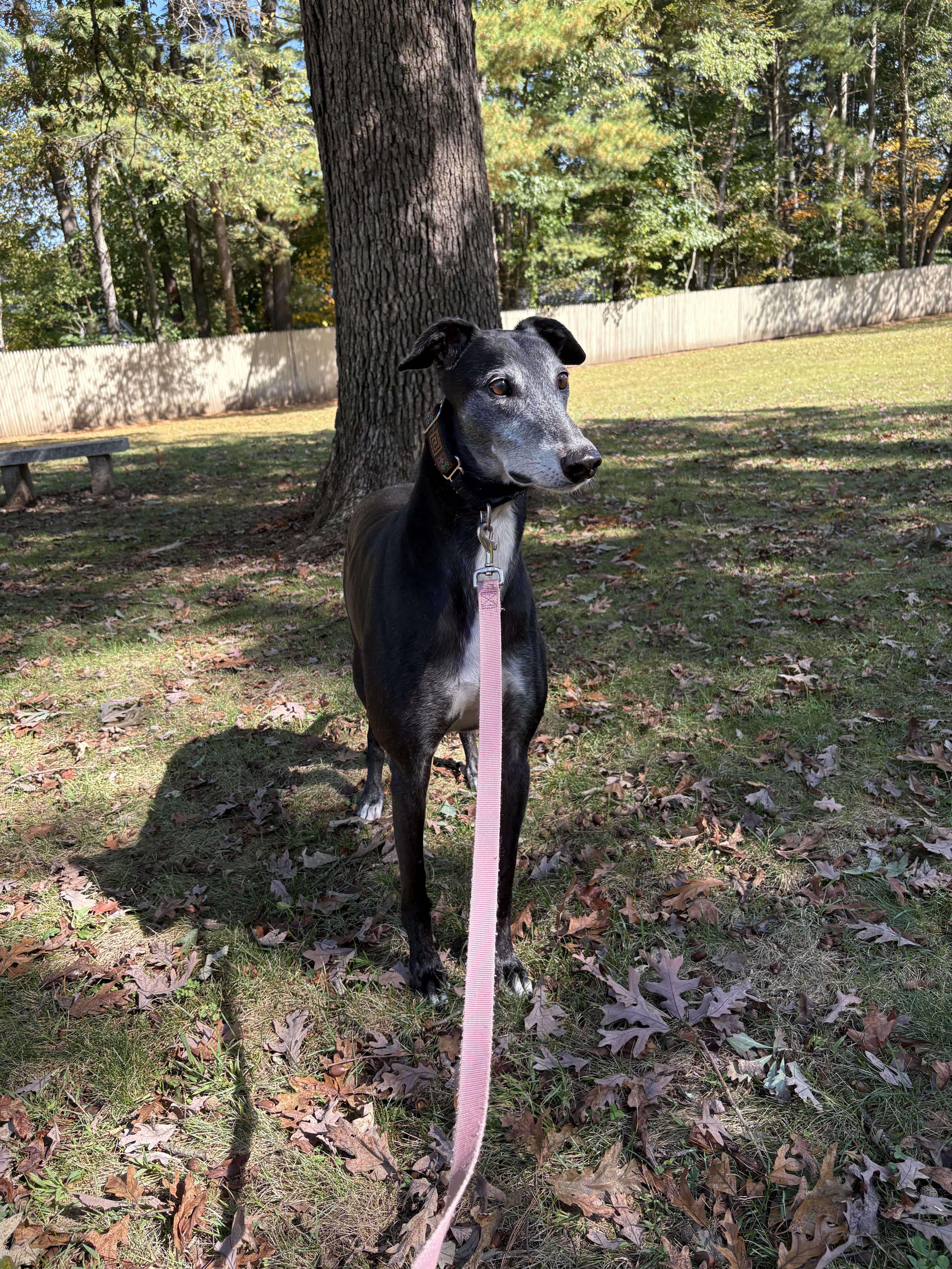 Milo, an adoptable Greyhound in Swanzey, NH, 03446 | Photo Image 1