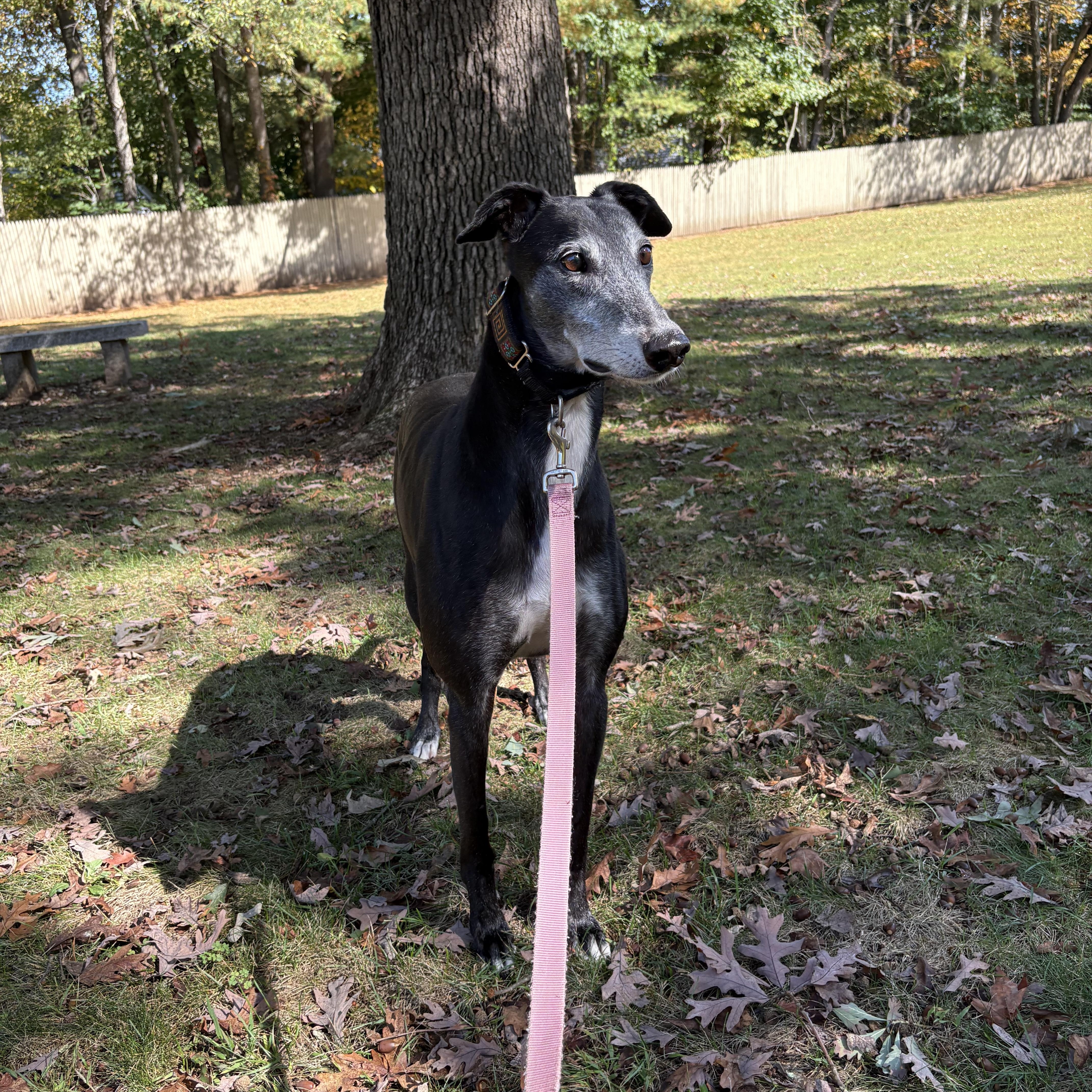 Milo, a Adoptable Greyhound image 5/6