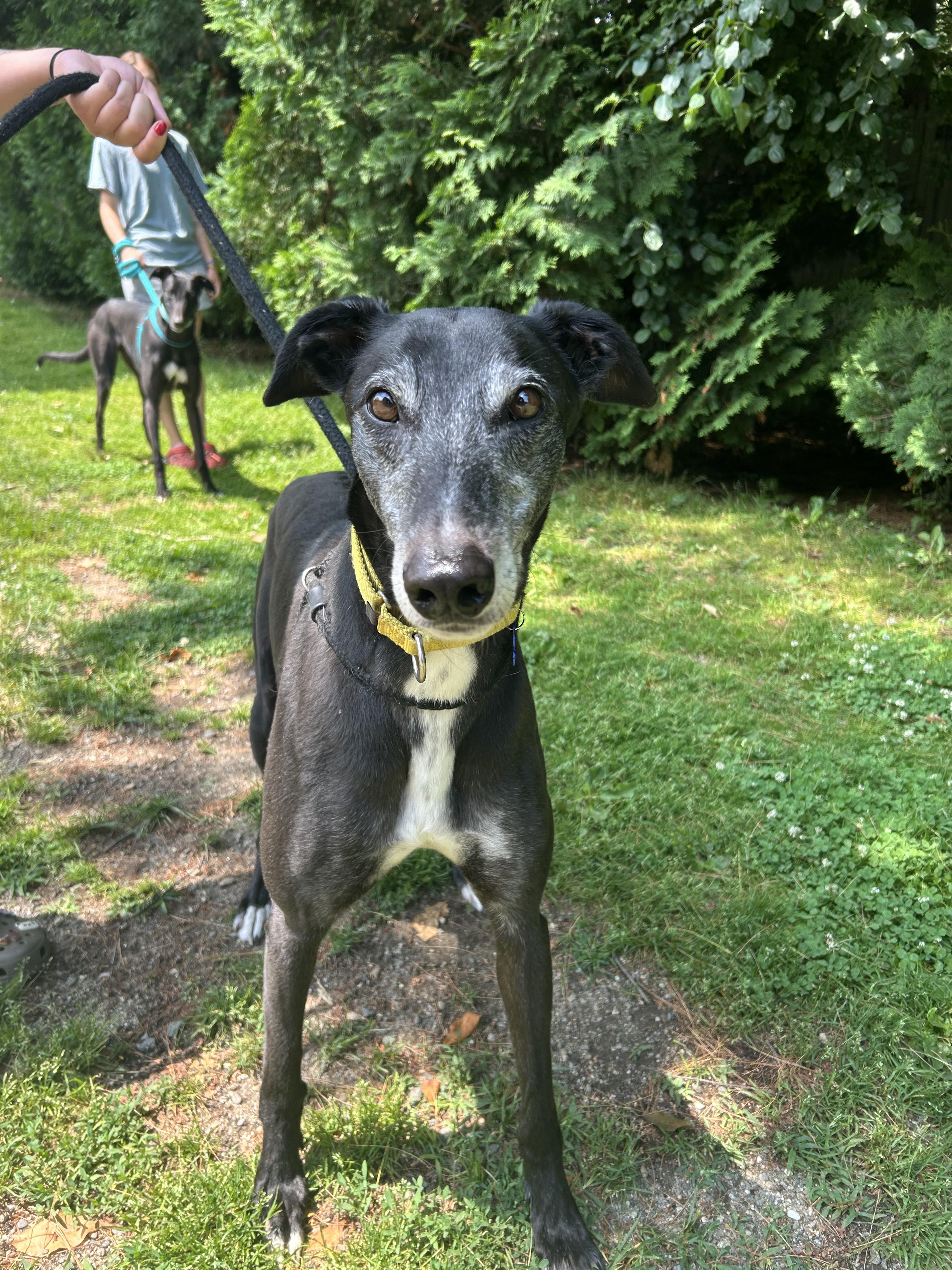 Milo, a Adoptable Greyhound image 6/6