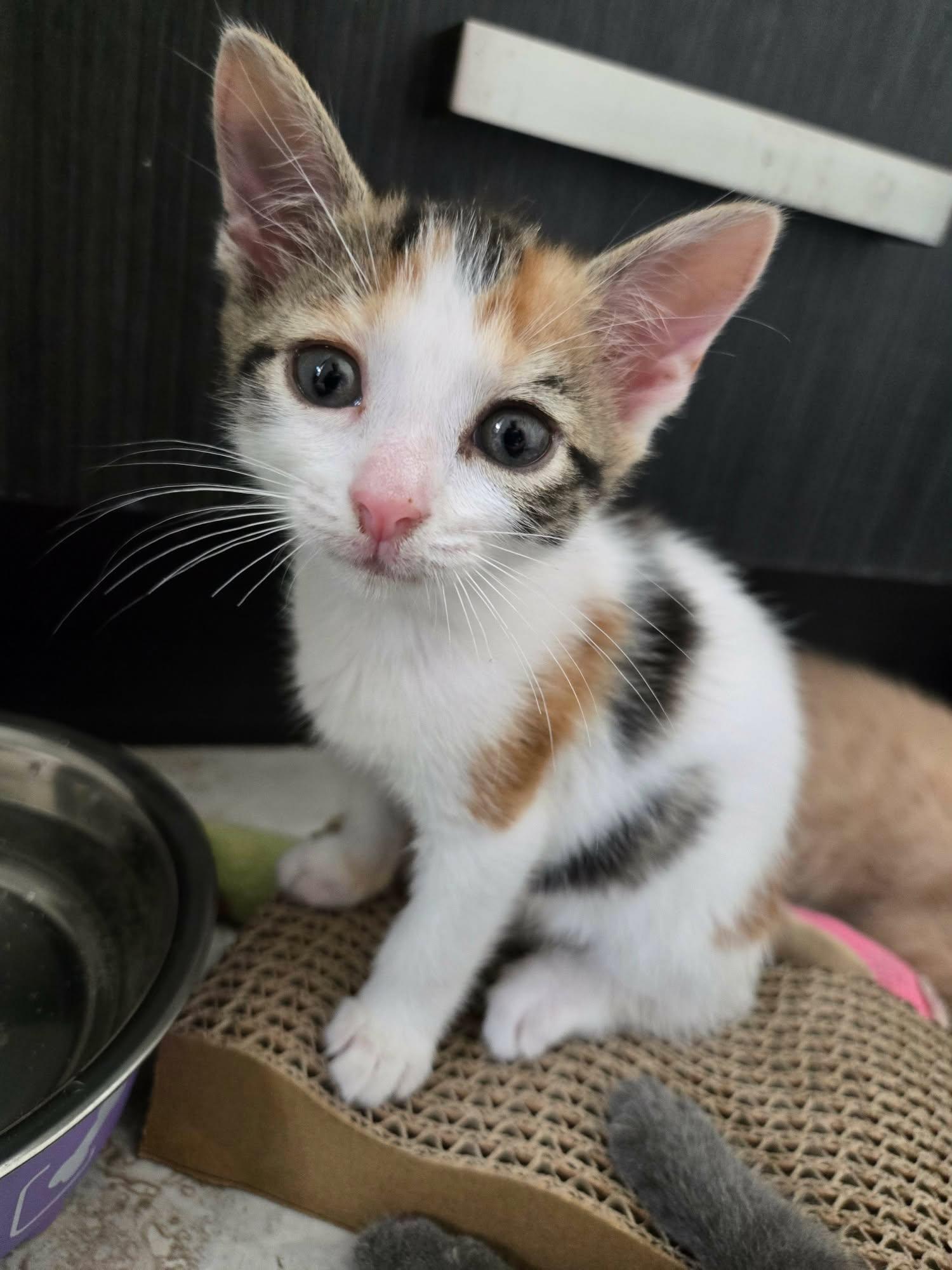 Enlarge BLUEBELL, a Adopted Domestic Short Hair in Tillsonburg, ON image 2/6