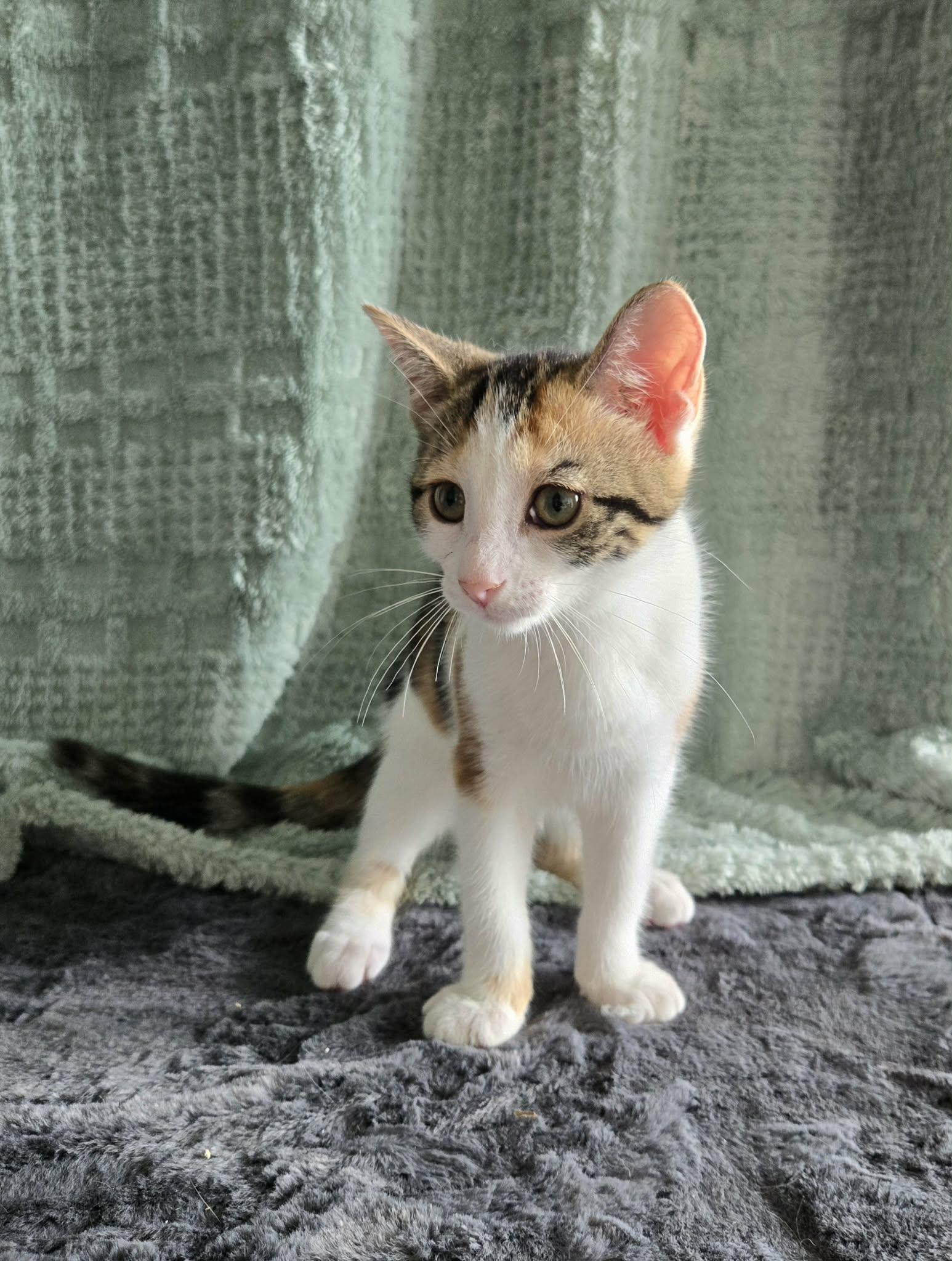 Enlarge BLUEBELL, a Adopted Domestic Short Hair in Tillsonburg, ON image 6/6