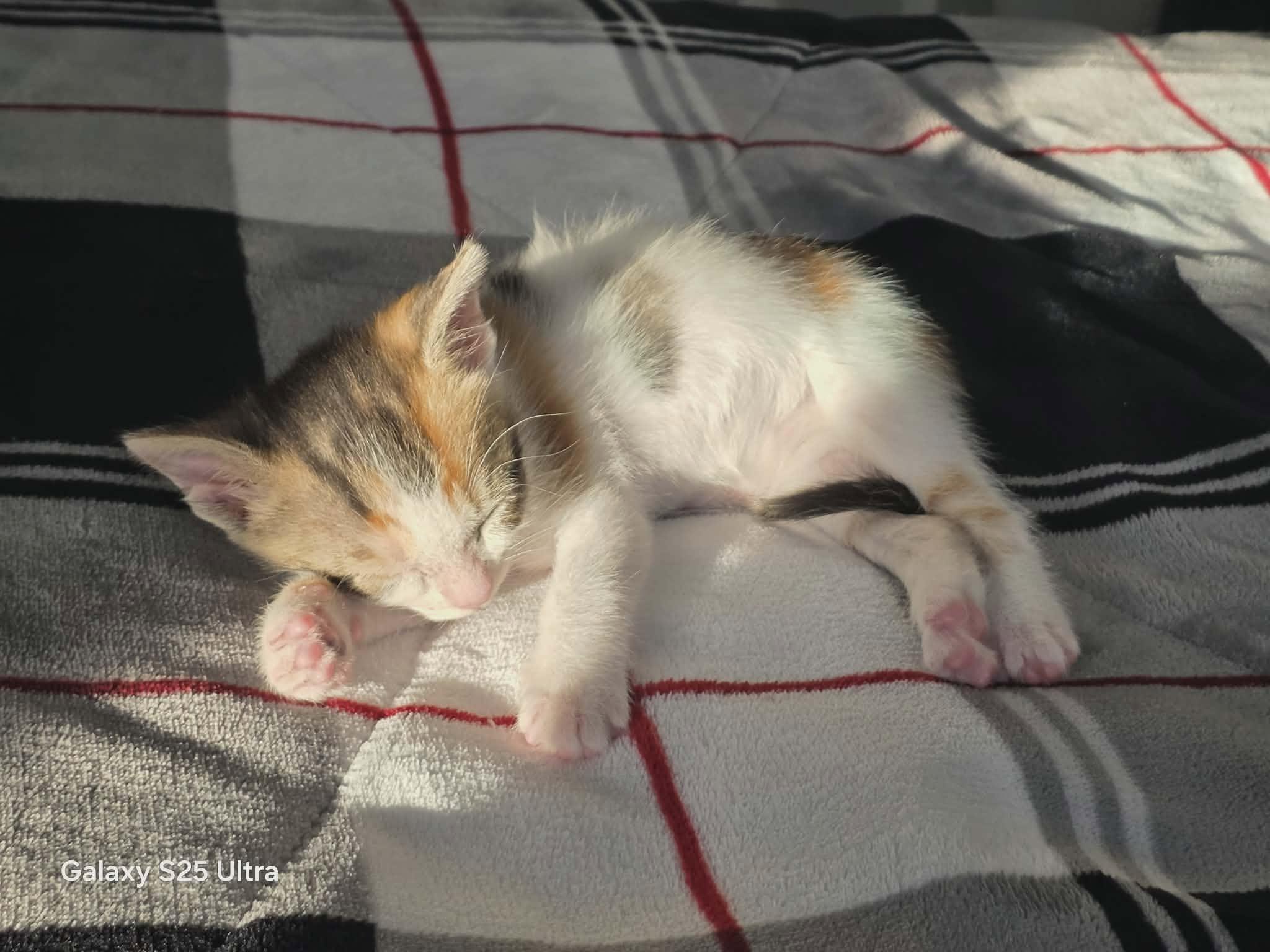 Enlarge BLUEBELL, a Adopted Domestic Short Hair in Tillsonburg, ON image 5/6