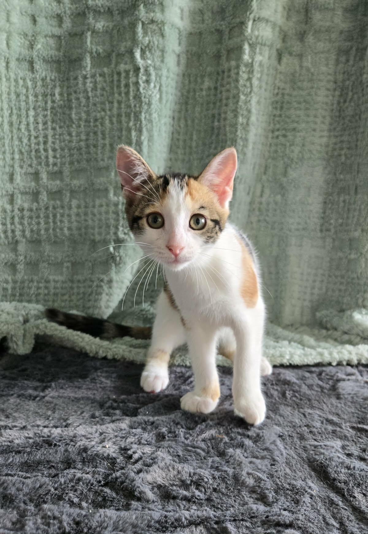 Enlarge BLUEBELL, a Adopted Domestic Short Hair in Tillsonburg, ON image 1/6