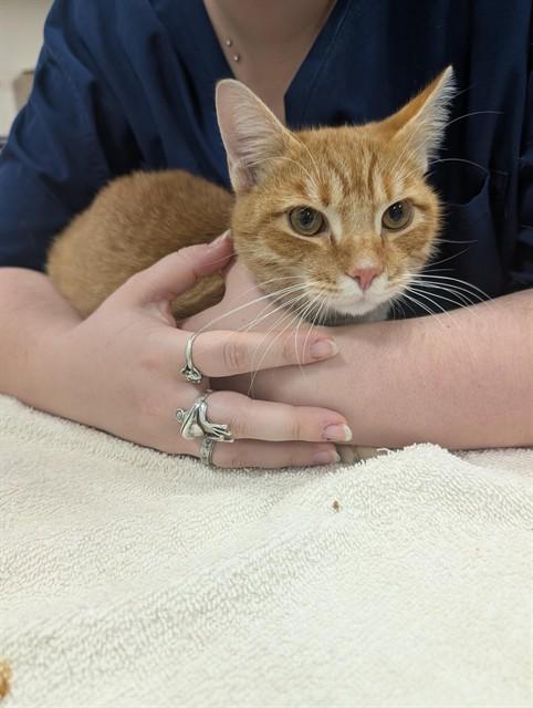 Enlarge TOAST, a Adoptable Domestic Short Hair in Upper Marlboro, MD image 1/1