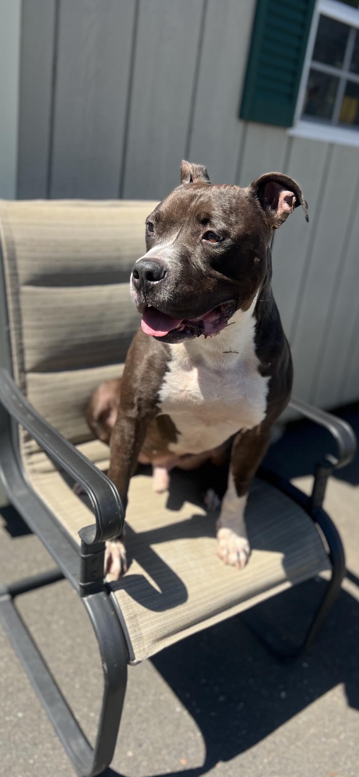 Rodney, Adoptable, Senior Male Pit Bull Terrier.