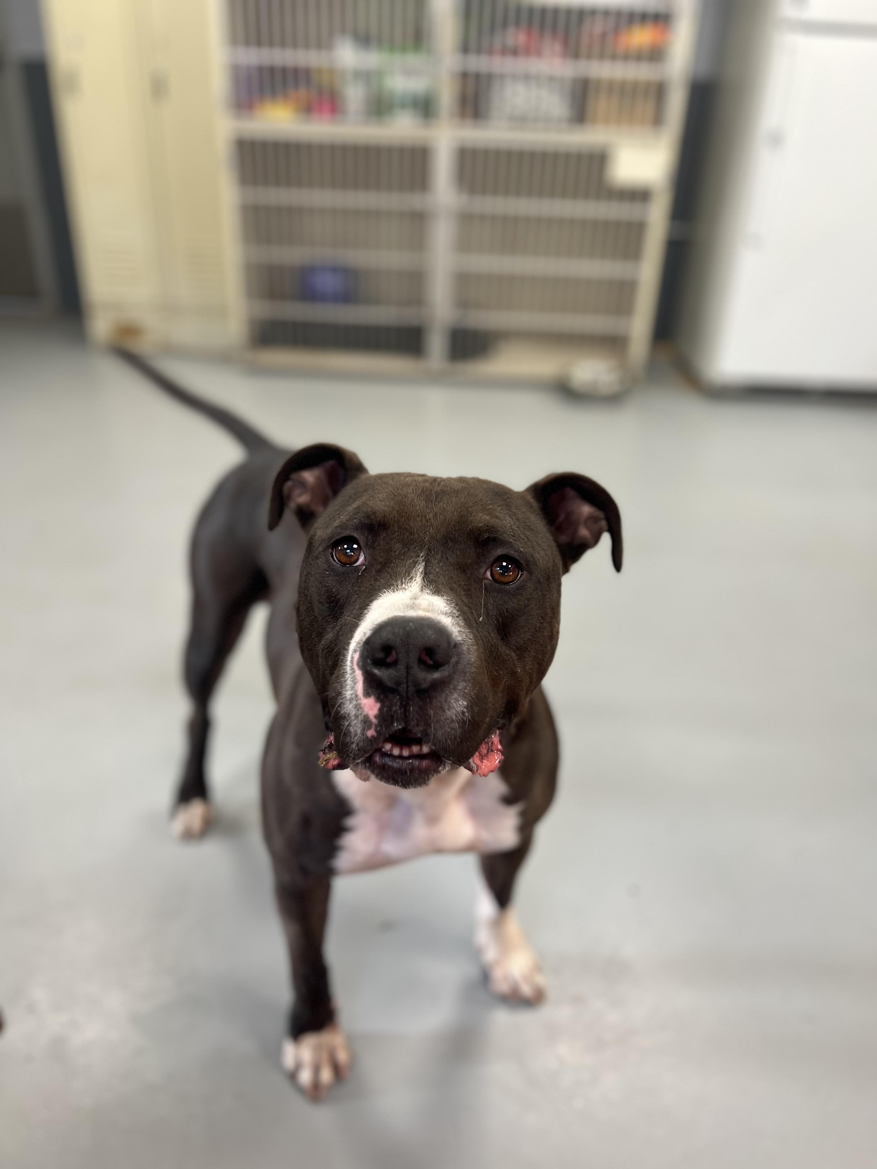 Enlarge Rodney, a Adoptable Pit Bull Terrier in New Britain, CT image 2/2