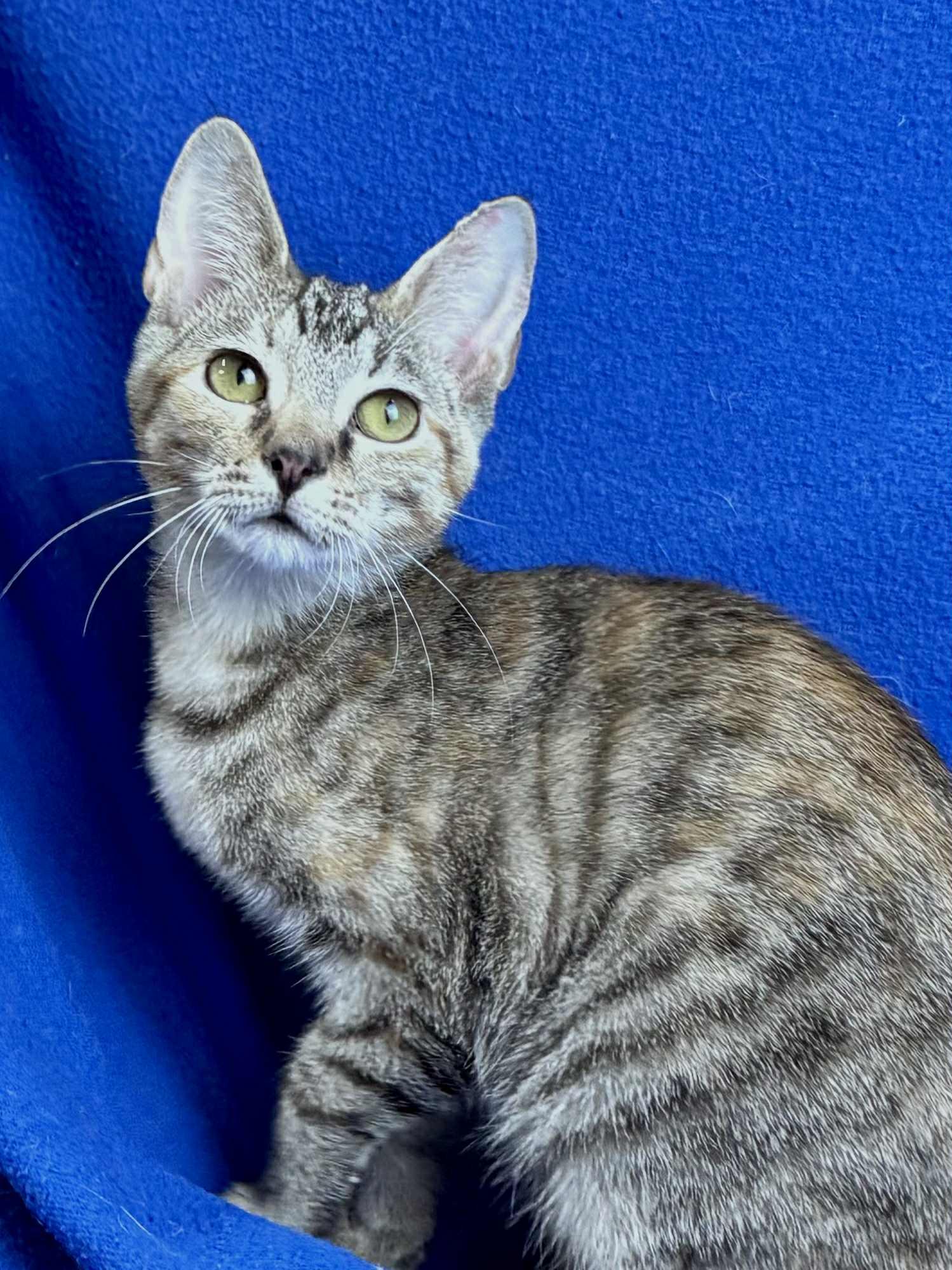 Azalea, a Adoptable Domestic Short Hair in Rixeyville, VA image 2/4