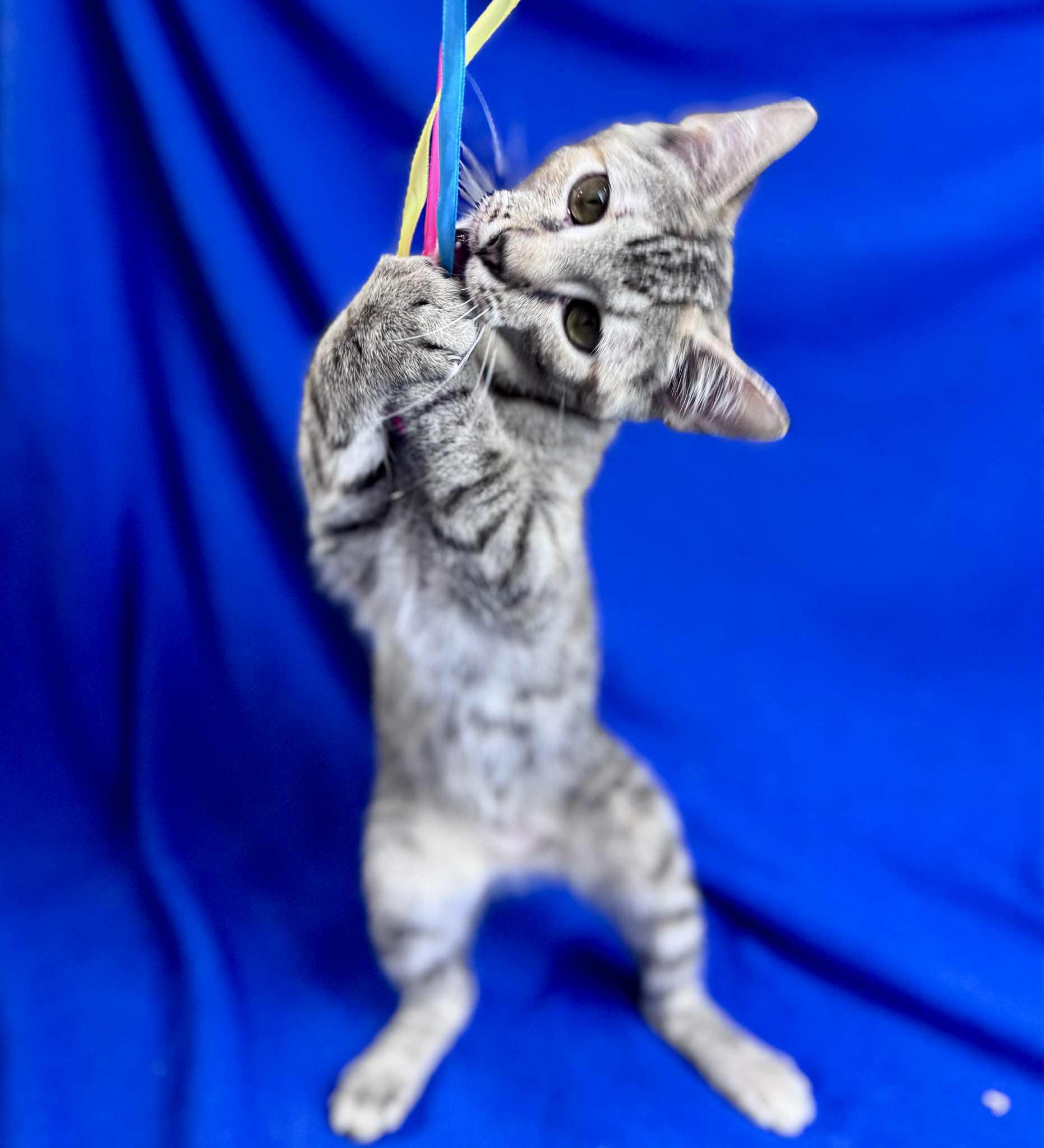 Azalea, a Adoptable Domestic Short Hair in Rixeyville, VA image 3/4