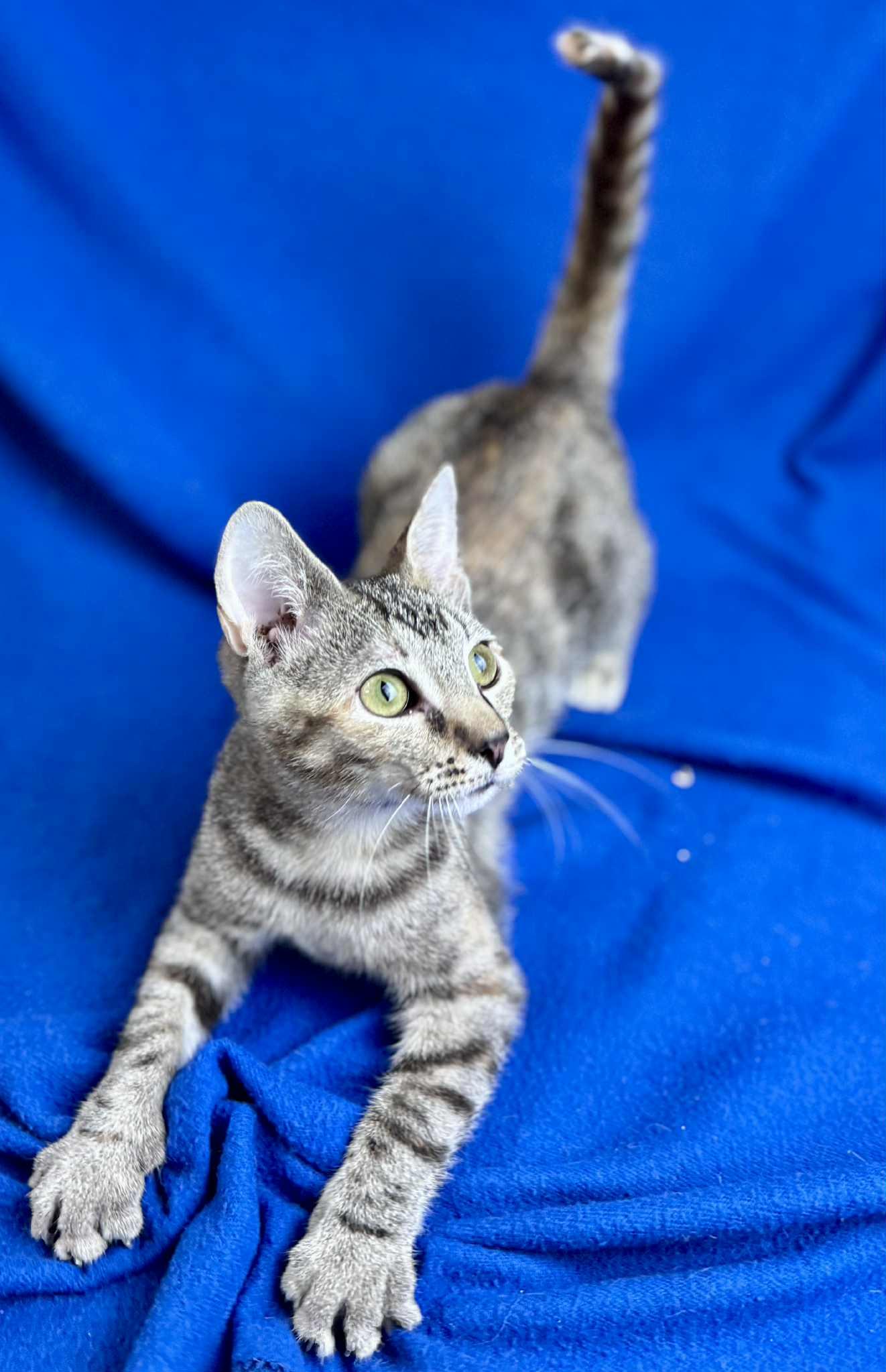 Azalea, a Adoptable Domestic Short Hair in Rixeyville, VA image 1/4