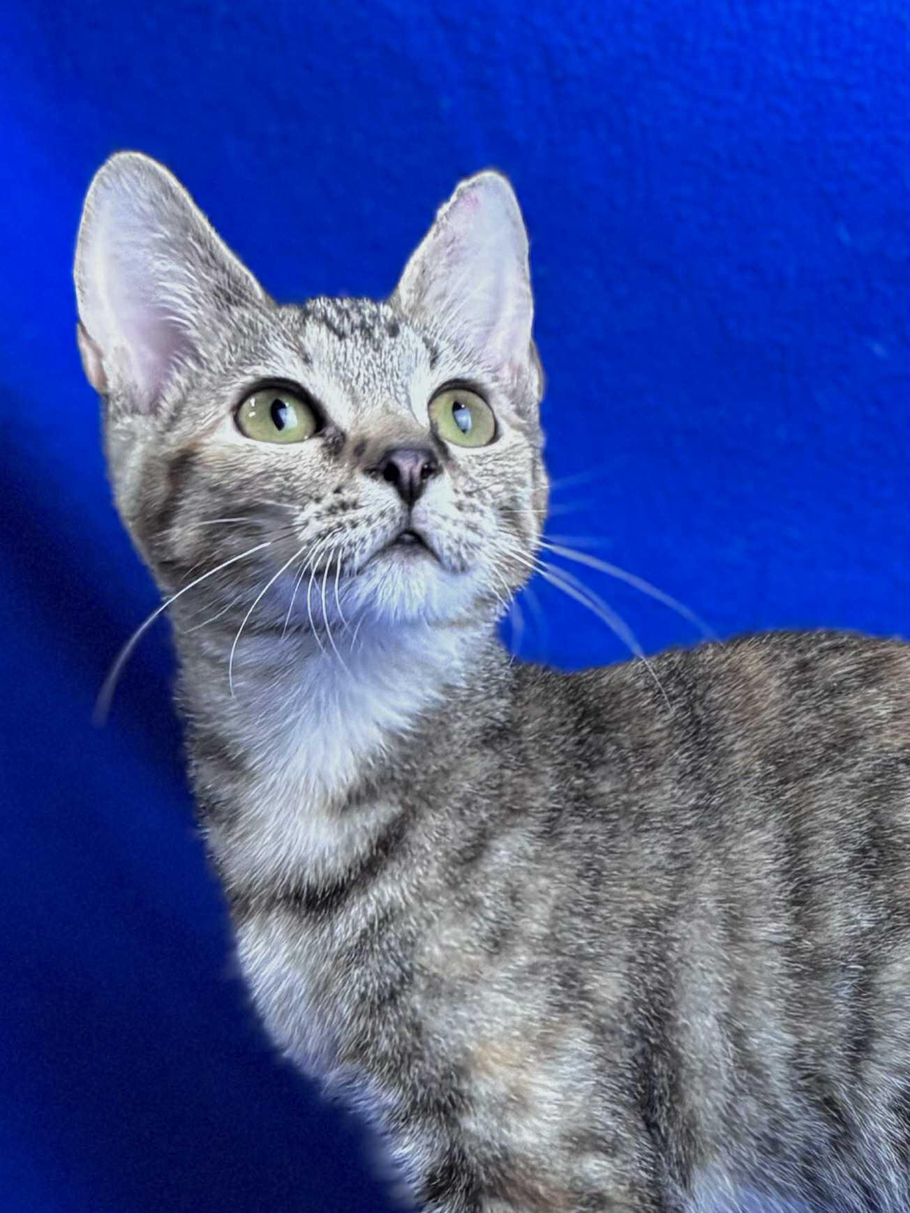 Azalea, a Adoptable Domestic Short Hair in Rixeyville, VA image 4/4