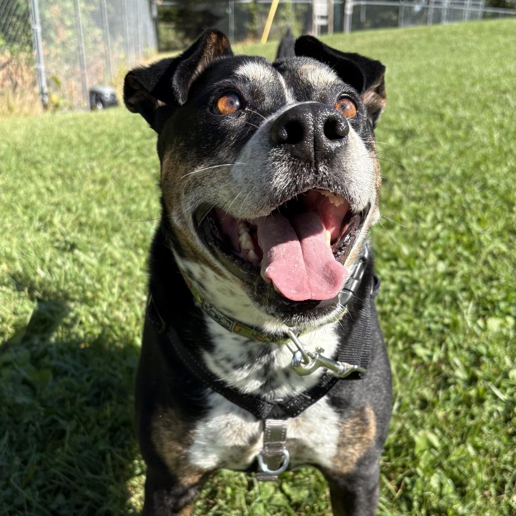 Mocha, Adoptable, Adult Female Mixed Breed.