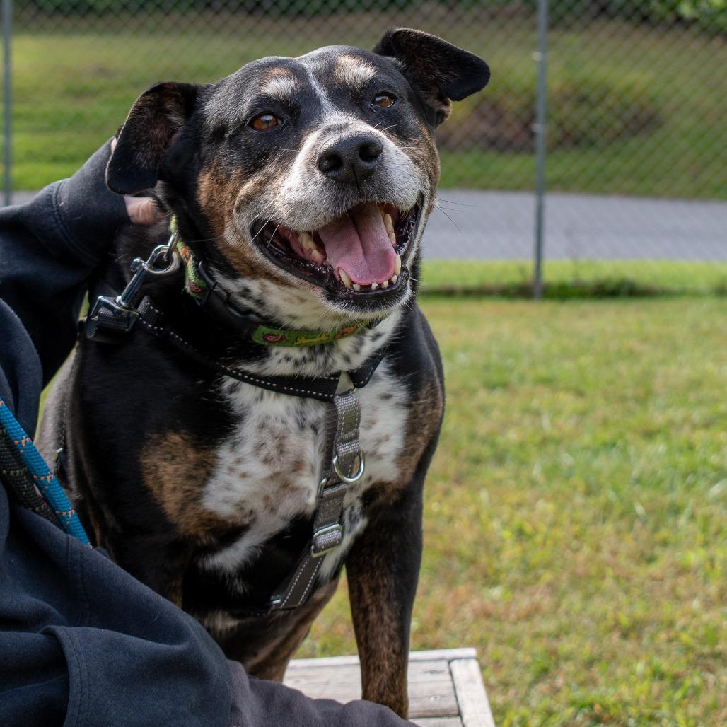 Enlarge Mocha, a Adoptable Mixed Breed in South Burlington, VT image 2/6