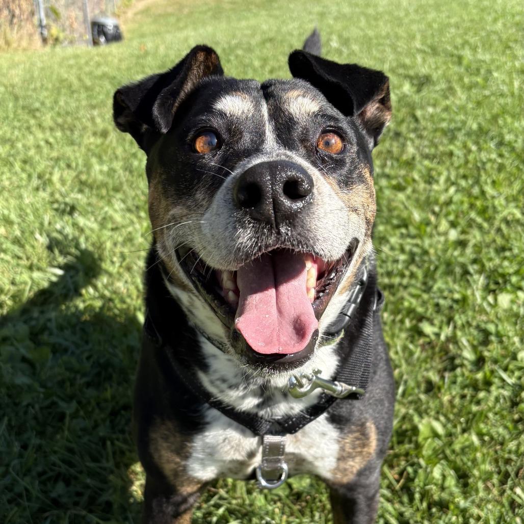 Enlarge Mocha, a Adoptable Mixed Breed in South Burlington, VT image 3/6