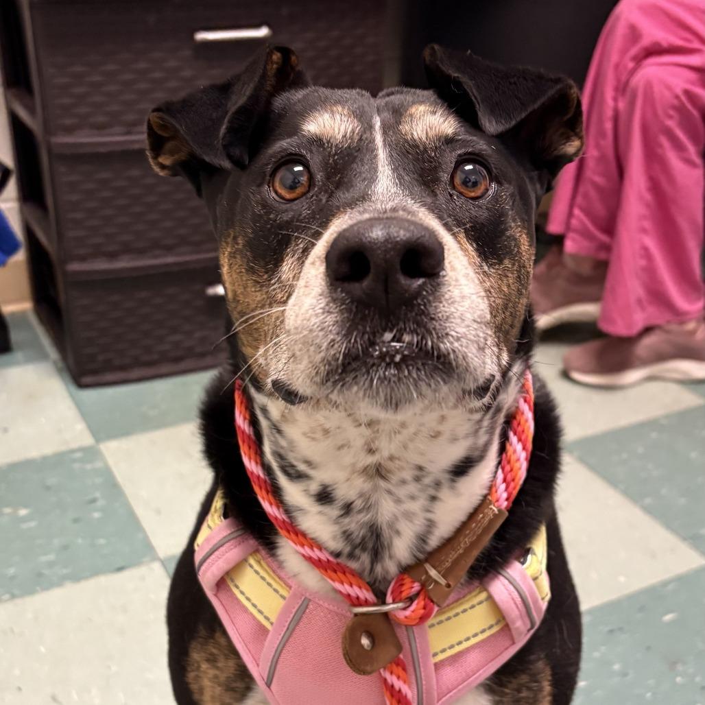 Enlarge Mocha, a Adoptable Mixed Breed in South Burlington, VT image 5/6