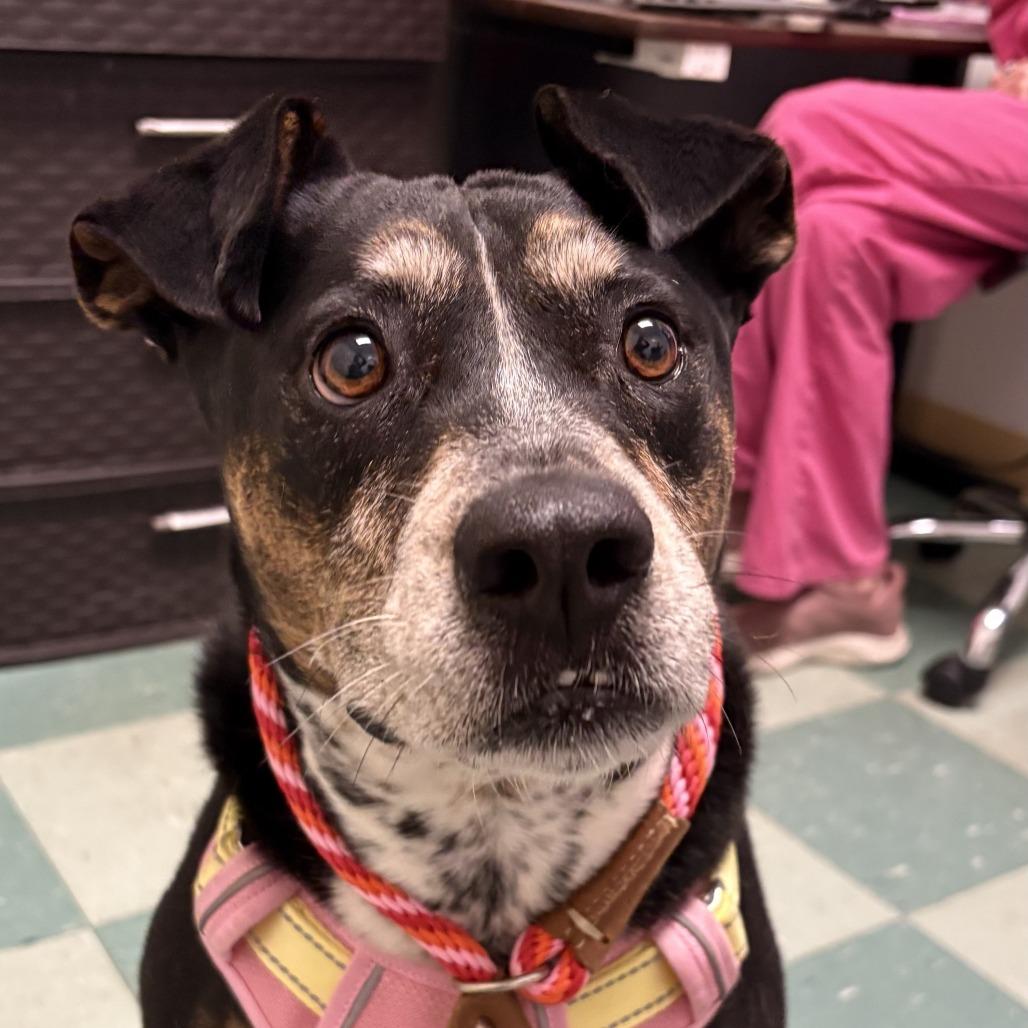 Enlarge Mocha, a Adoptable Mixed Breed in South Burlington, VT image 6/6