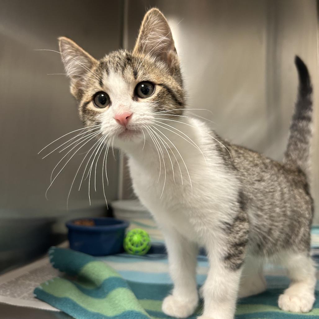 Bing, Adoptable, Kitten Male Domestic Short Hair.