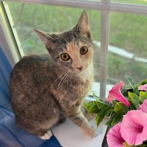 Willow Taylor, Adoptable, Young Female Domestic Short Hair & Dilute Calico.
