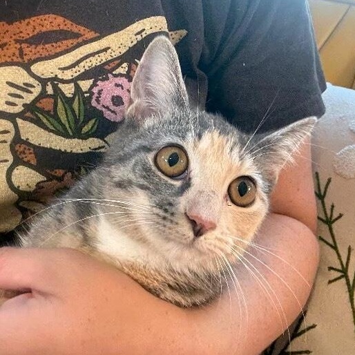 Enlarge Willow Taylor, a Adoptable mixed breed in Surrey, BC image 2/6