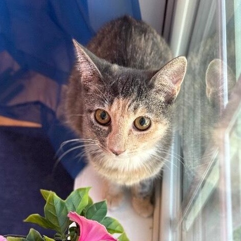 Enlarge Willow Taylor, a Adoptable mixed breed in Surrey, BC image 3/6