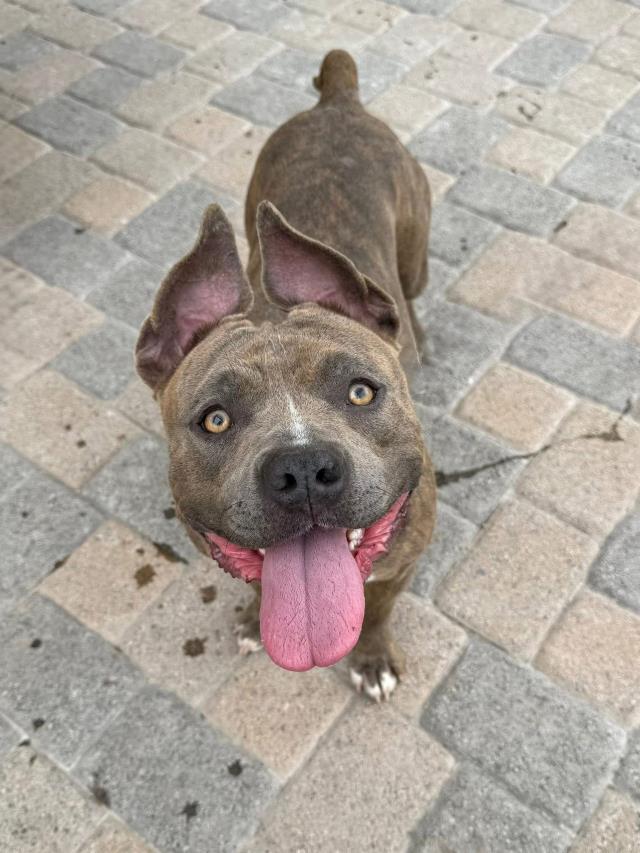 Enlarge CAMY, a Adoptable Pit Bull Terrier in Santa Maria, CA image 1/1