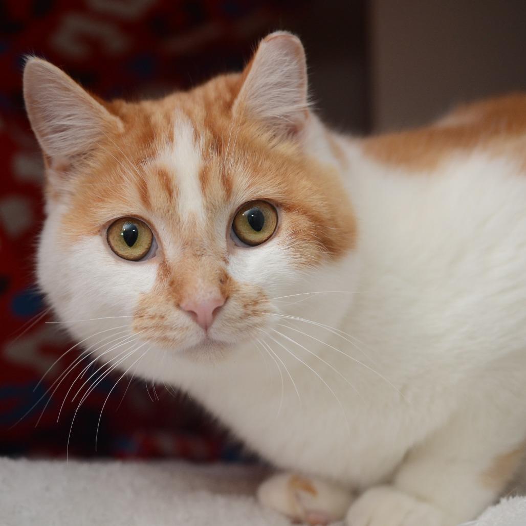 Enlarge Honey, a Adoptable Domestic Short Hair in Natick, MA image 1/2