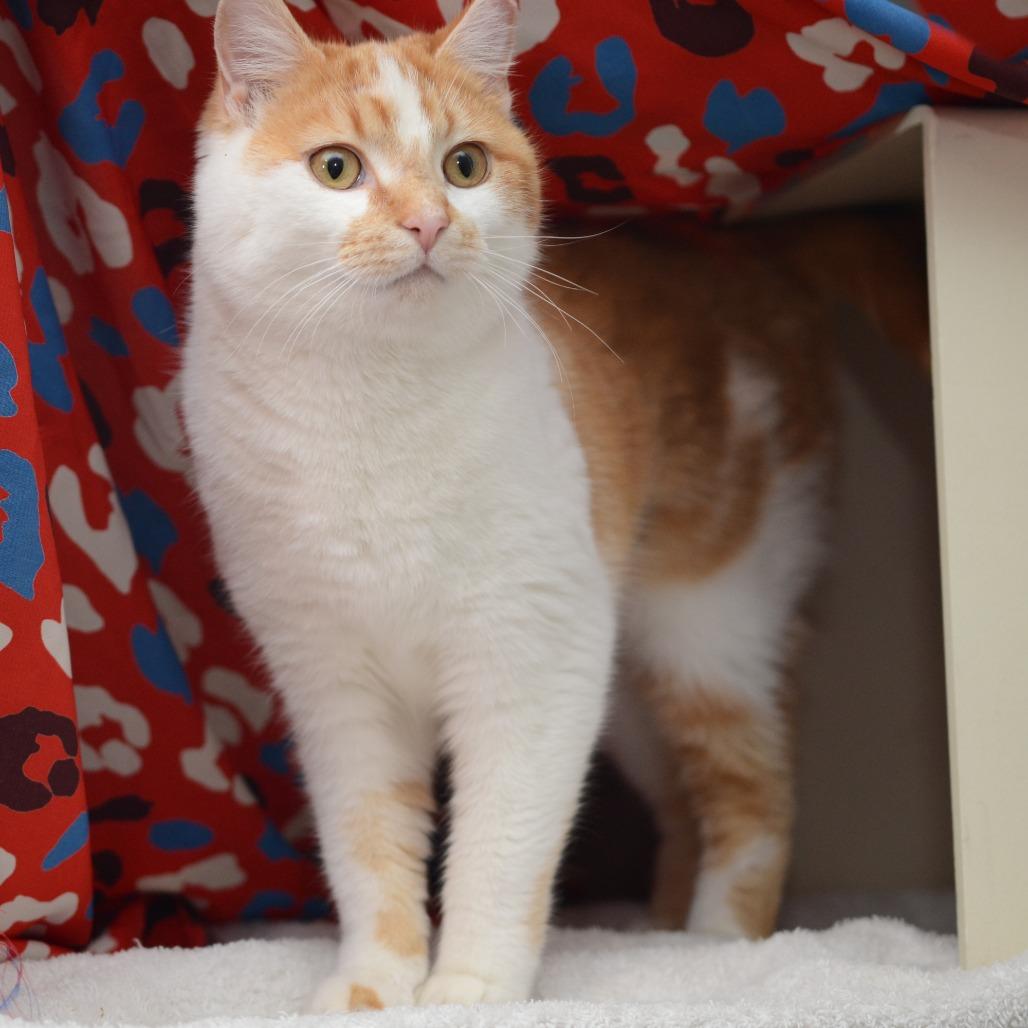 Enlarge Honey, a Adoptable Domestic Short Hair in Natick, MA image 2/2