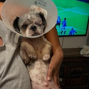 Enlarge Nicholas, a Adopted Shih Tzu in Phoenix, AZ image 6/6