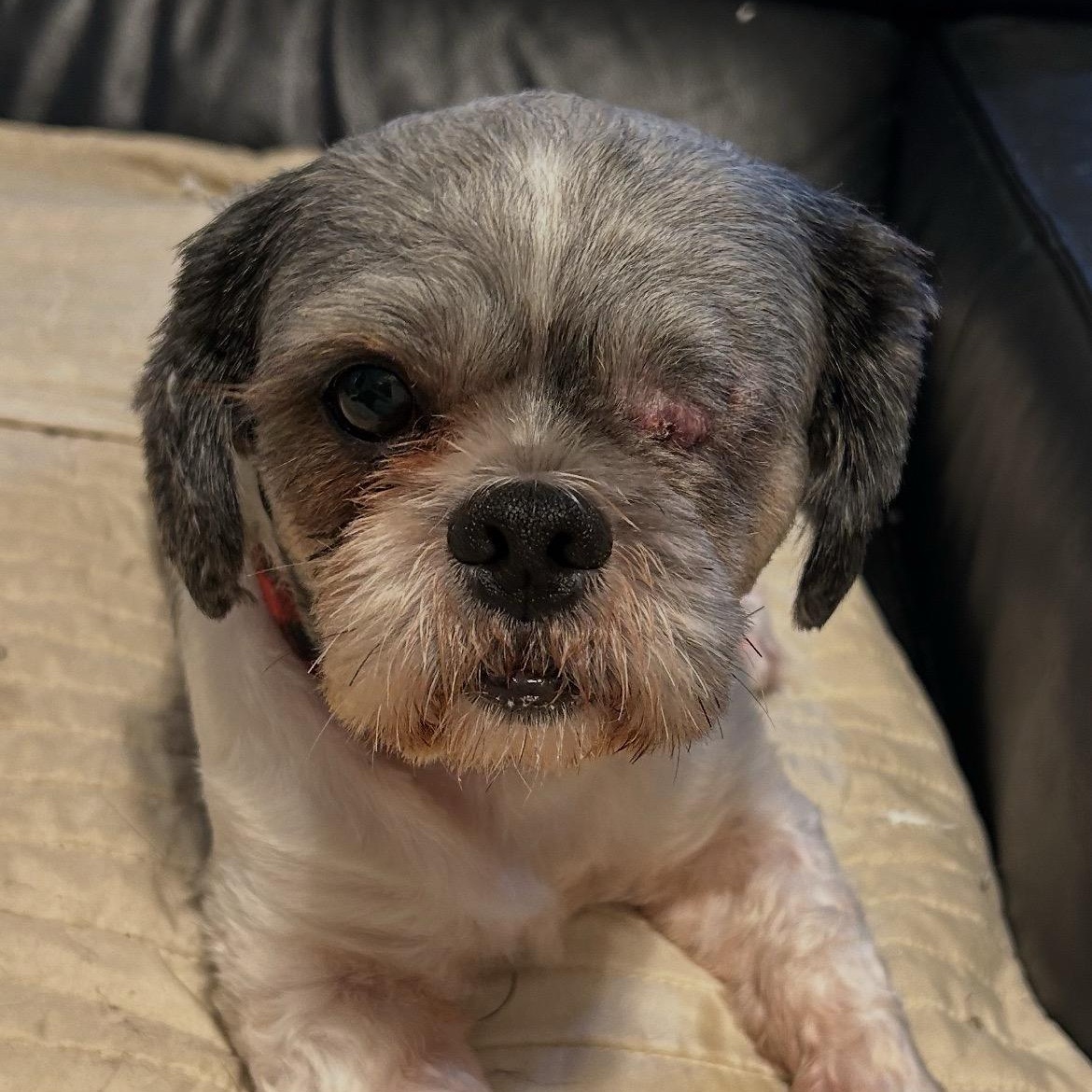 Enlarge Nicholas, a Adopted Shih Tzu in Phoenix, AZ image 2/6