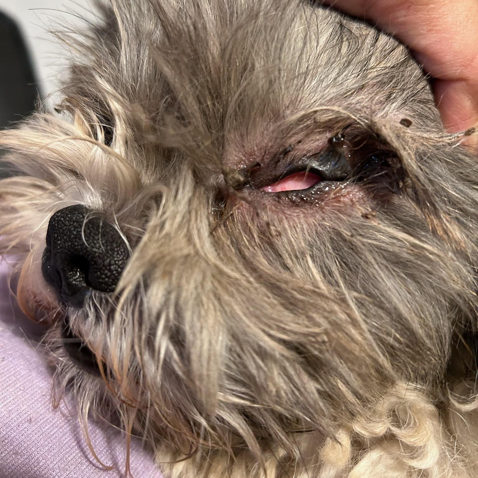 Enlarge Nicholas, a Adopted Shih Tzu in Phoenix, AZ image 5/6