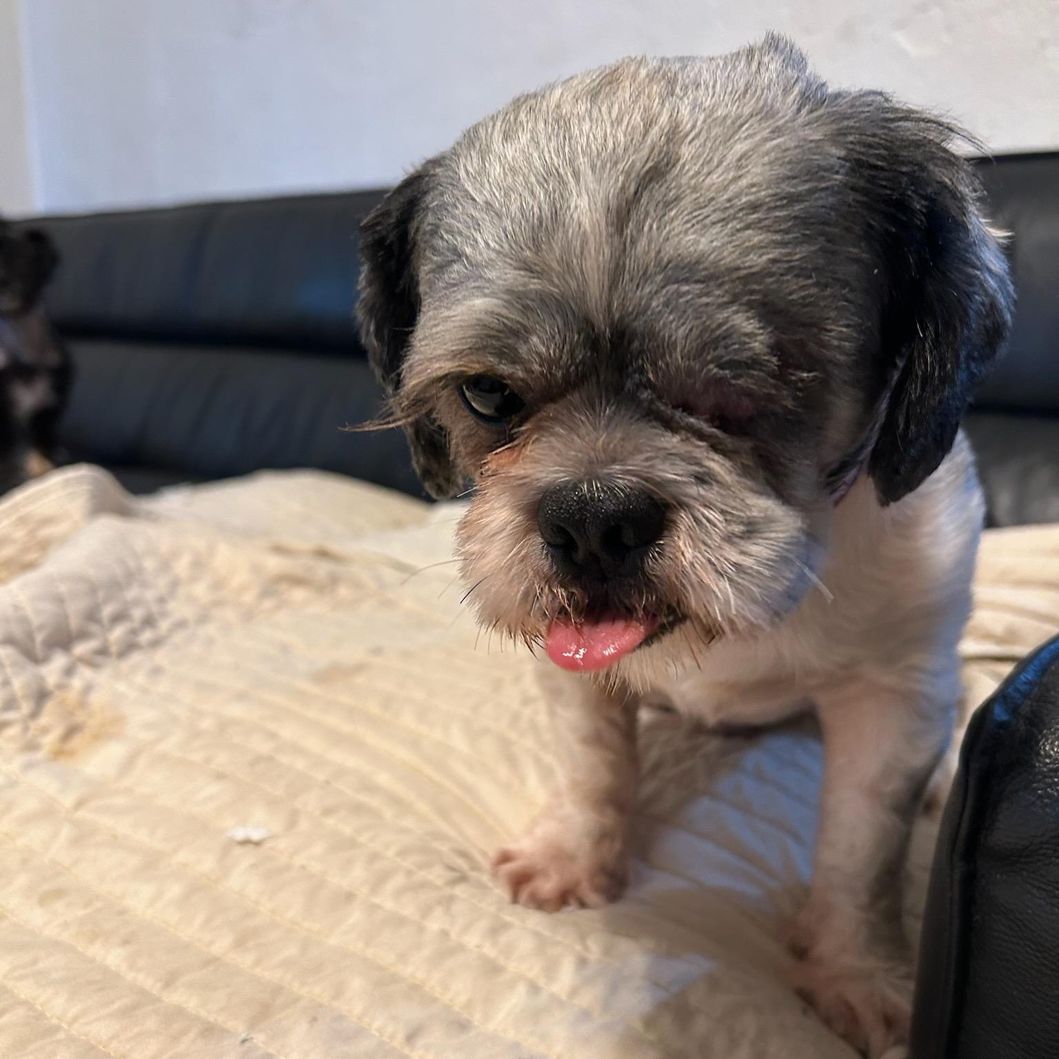 Enlarge Nicholas, a Adopted Shih Tzu in Phoenix, AZ image 4/6