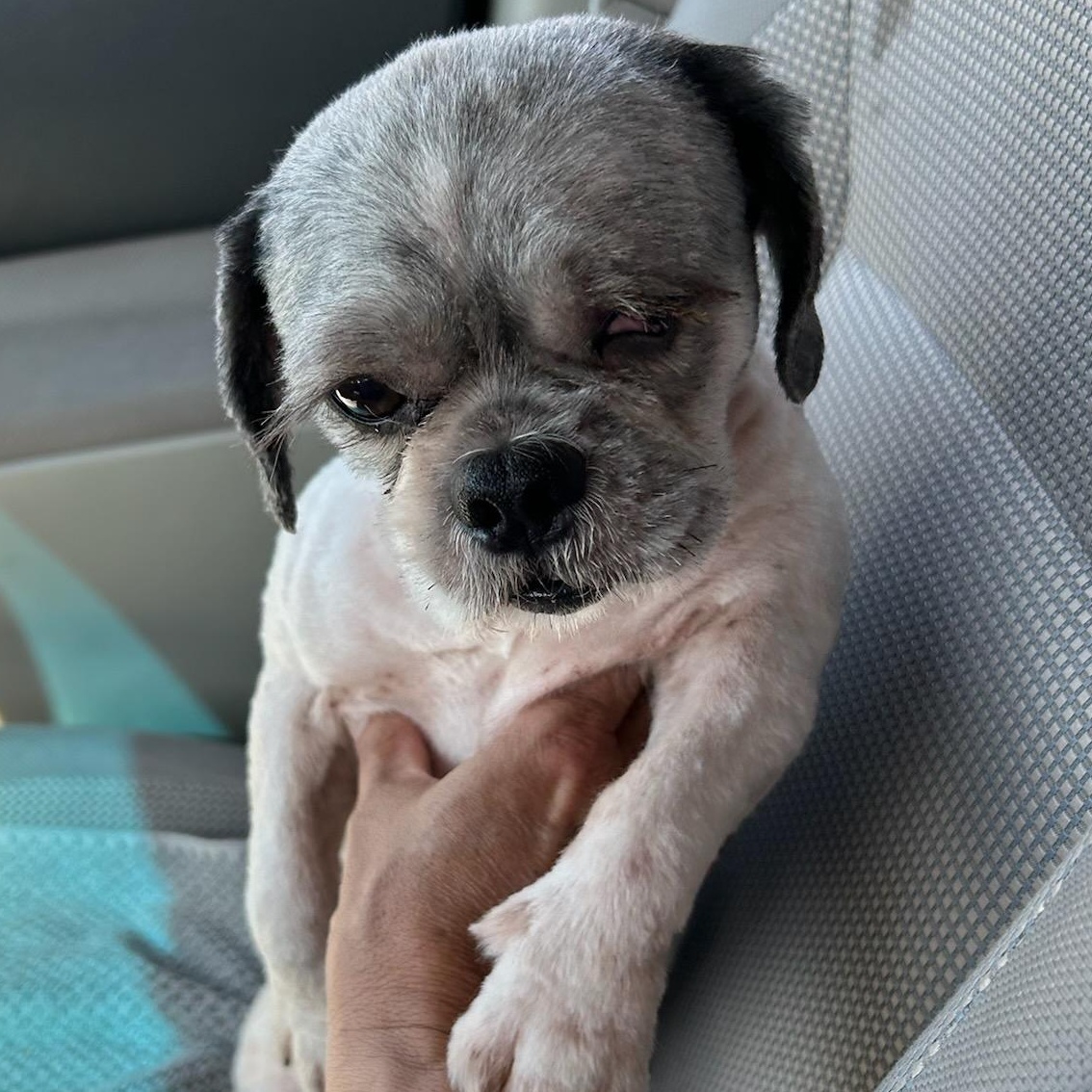 Enlarge Nicholas, a Adopted Shih Tzu in Phoenix, AZ image 1/6