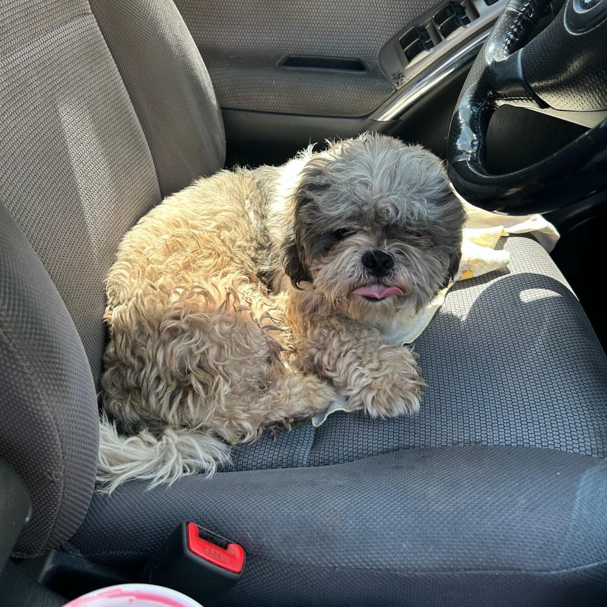 Enlarge Nicholas, a Adopted Shih Tzu in Phoenix, AZ image 3/6