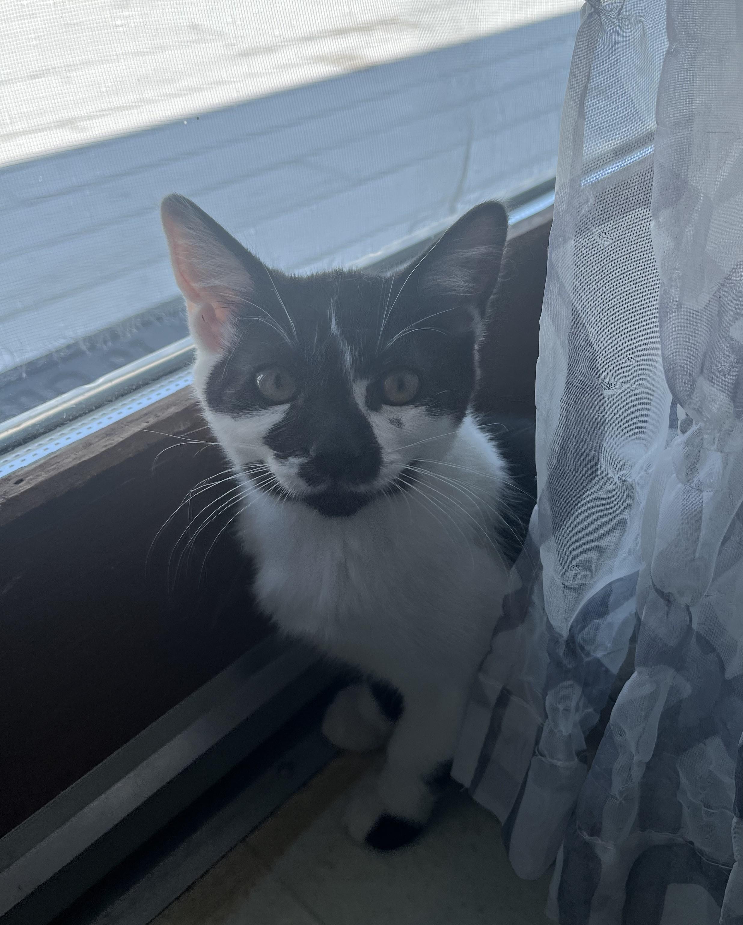 Sheila, an adoptable Domestic Short Hair in Butte, MT image 4/4