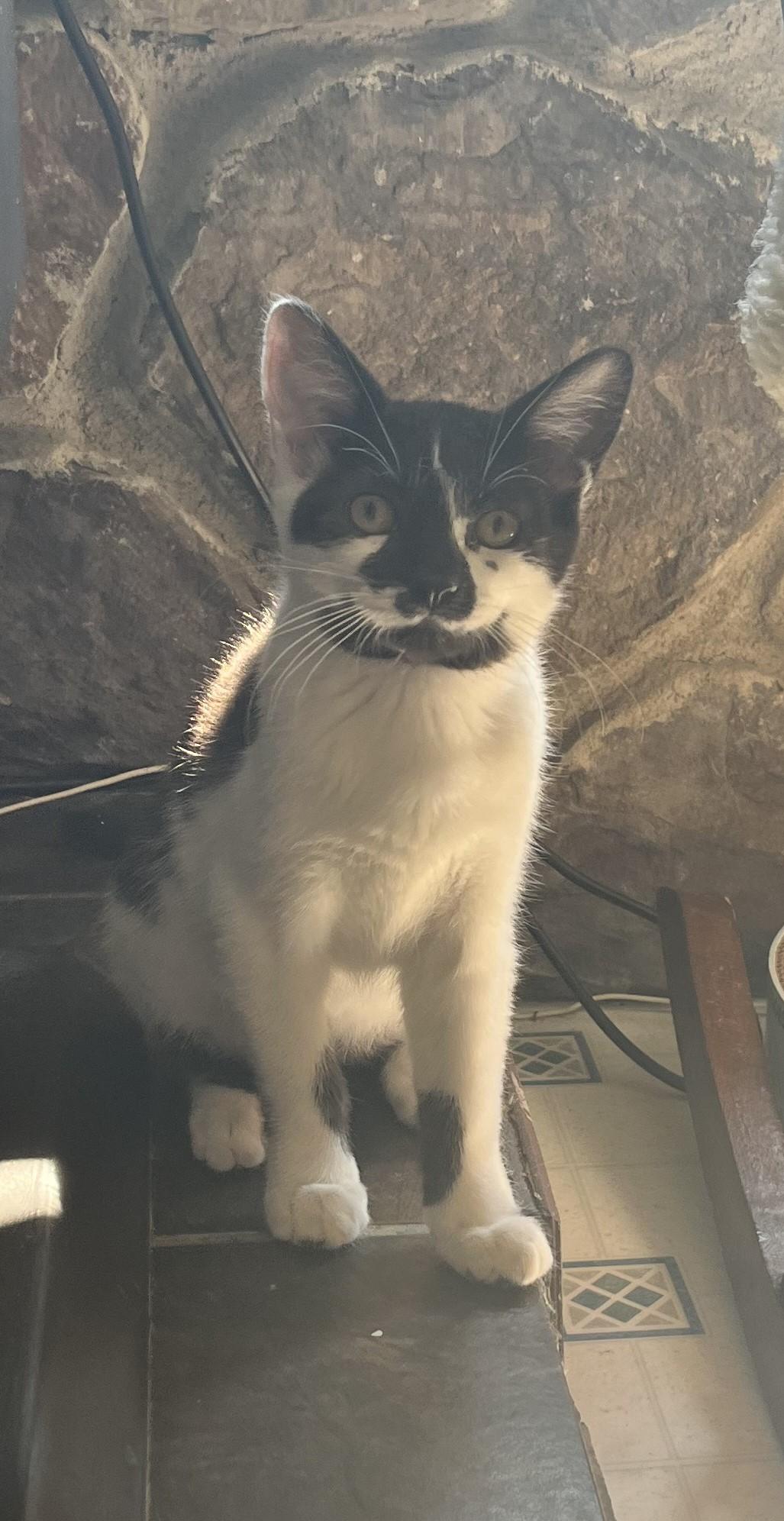 Sheila, an adoptable Domestic Short Hair in Butte, MT, 59701 | Photo Image 4