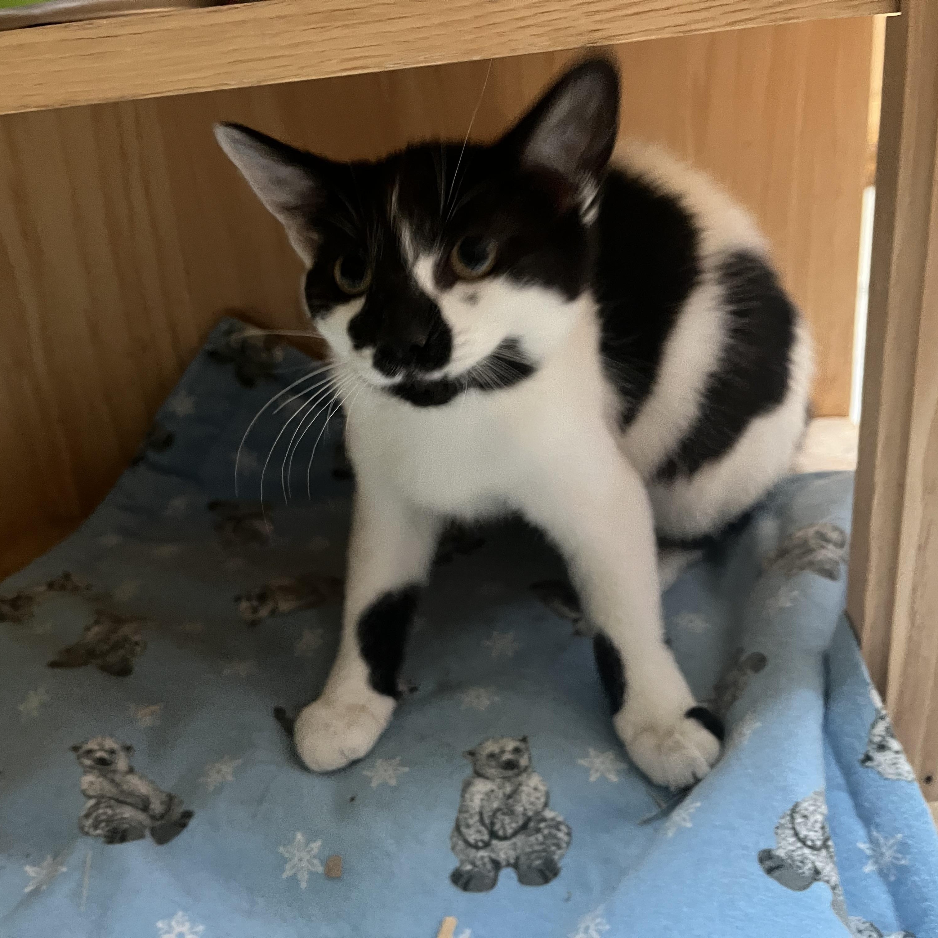 Sheila, an adoptable Domestic Short Hair in Butte, MT image 1/4