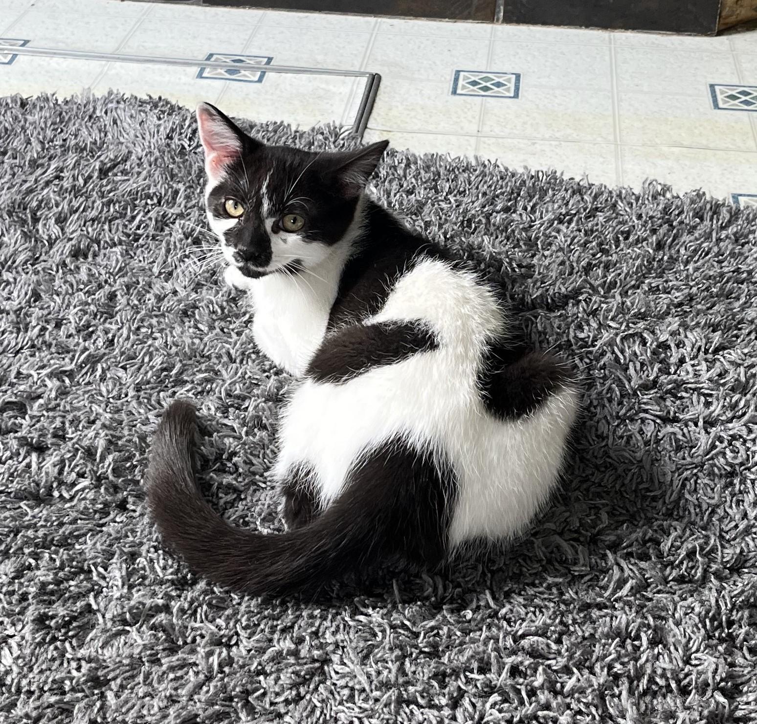 Sheila, adoptable, Young Female Domestic Short Hair.