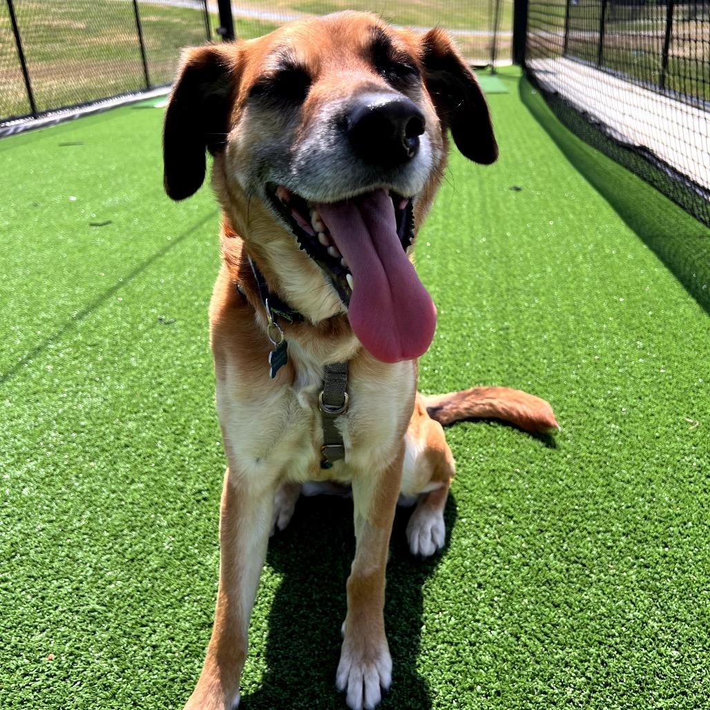 Enlarge Penny, a Adoptable Mixed Breed in Richmond, VA image 1/6